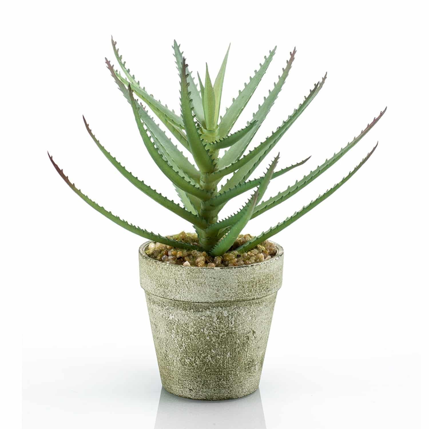 https://www.unicesped.com/wp-content/uploads/2025/12/Aloe-18cm.jpg