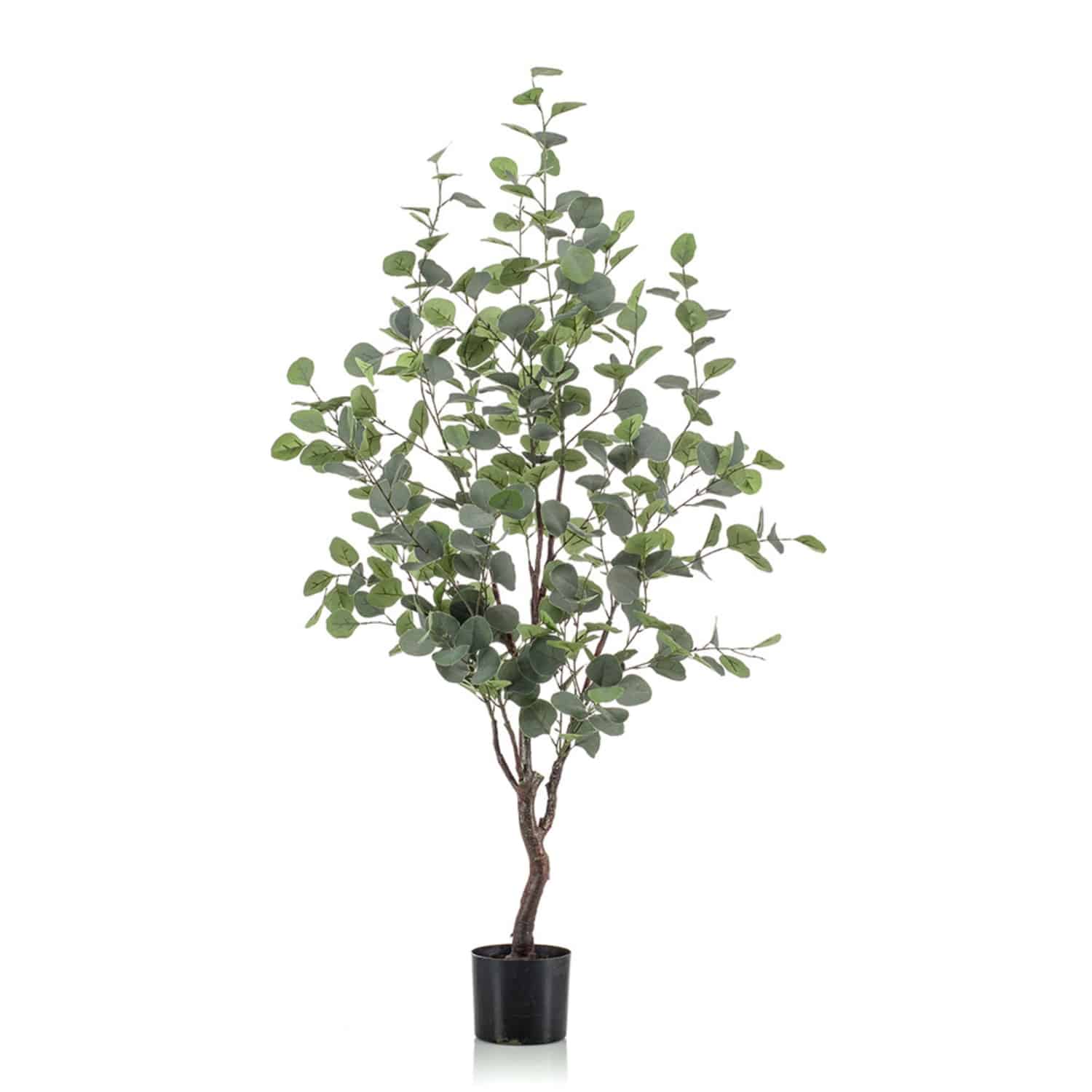 https://www.unicesped.com/wp-content/uploads/2025/12/Arbol-Eucalyptus-120cm.jpg