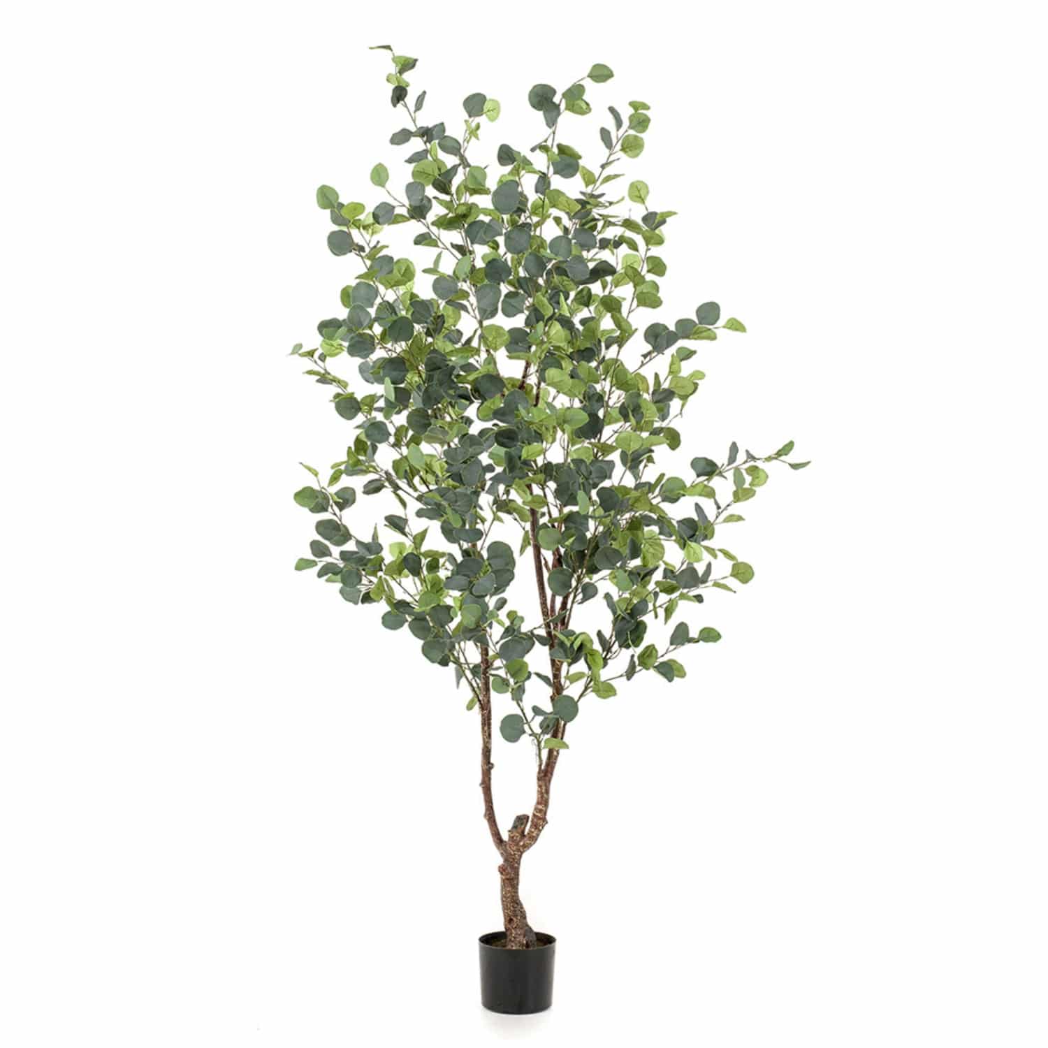 https://www.unicesped.com/wp-content/uploads/2025/12/Arbol-Eucalyptus-180cm.jpg
