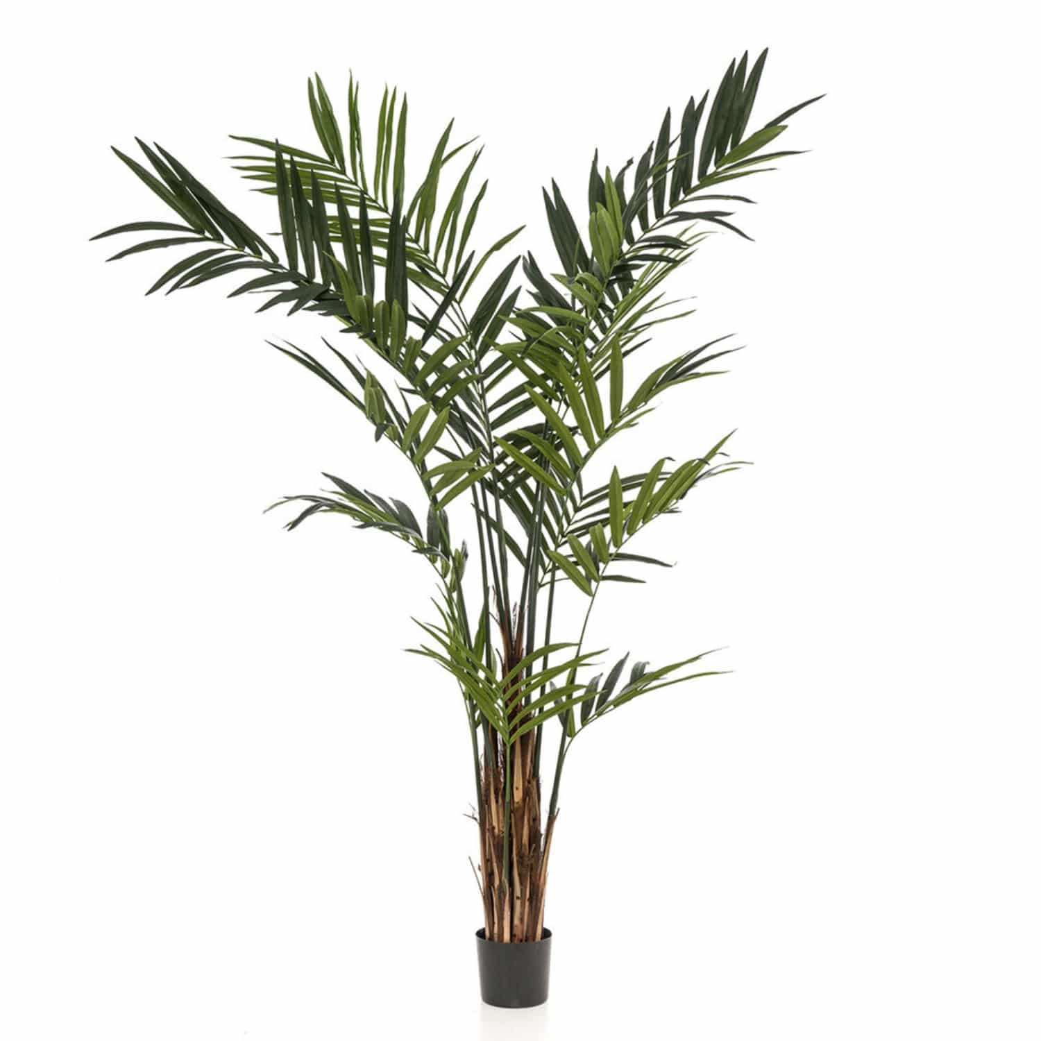 https://www.unicesped.com/wp-content/uploads/2025/12/Arbol-Kentia-Maxi.jpg