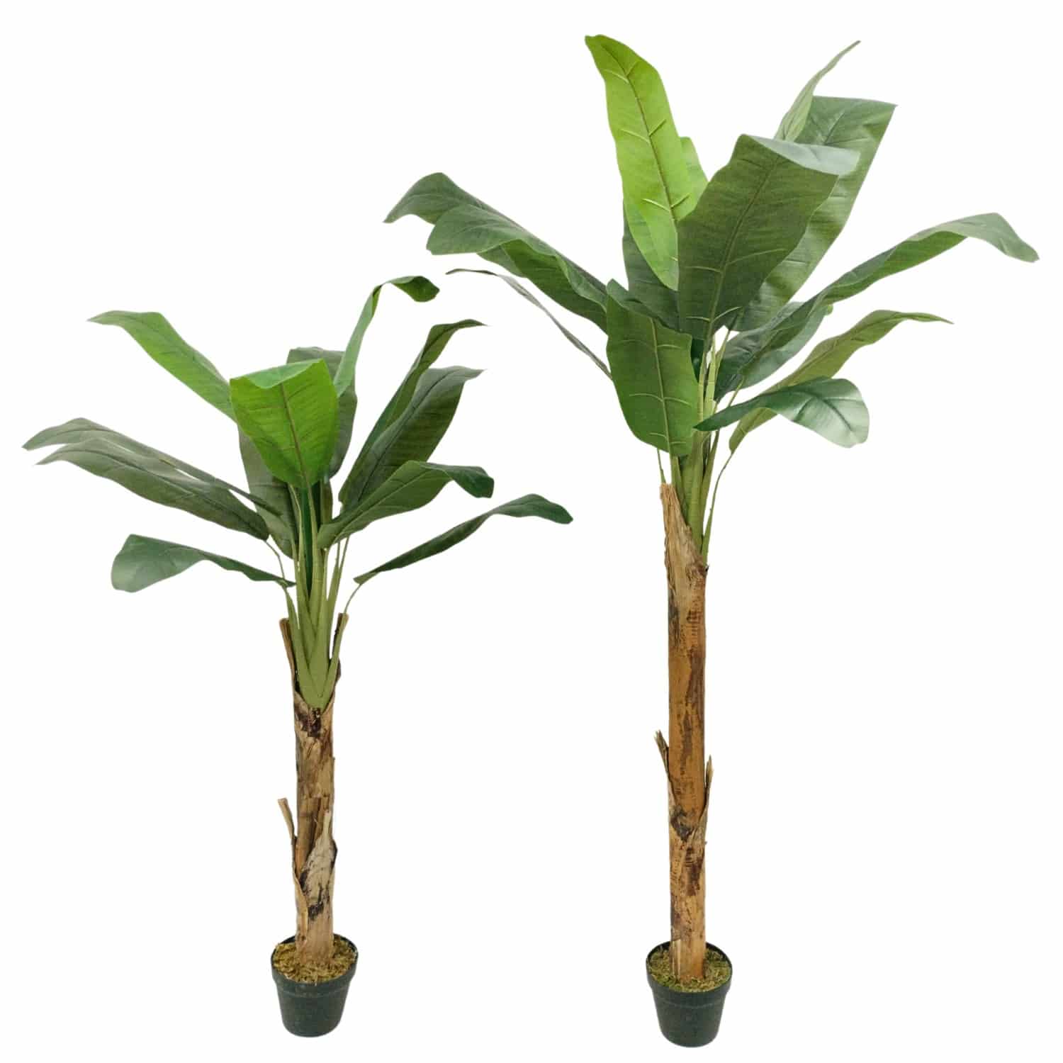 https://www.unicesped.com/wp-content/uploads/2025/12/Arbol-platanero-135-cm-y-185-cm.jpg