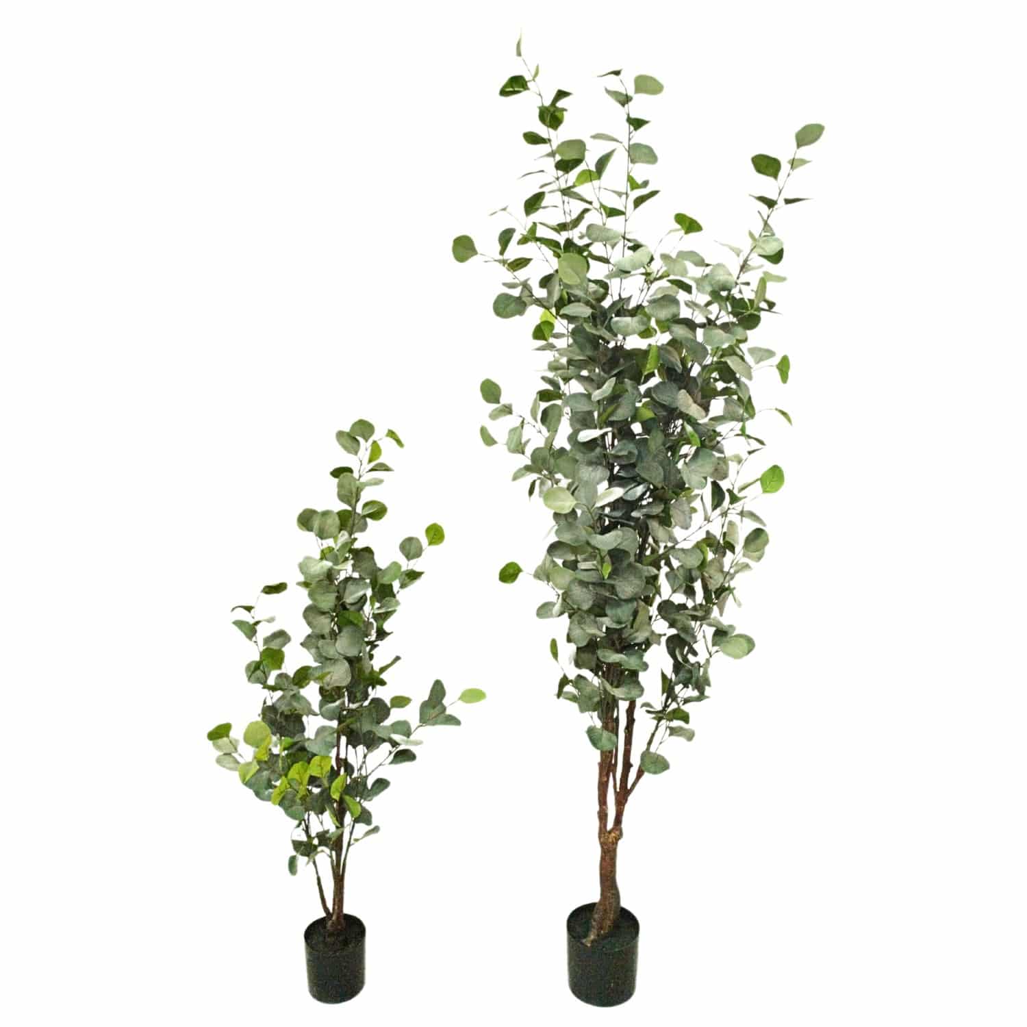 https://www.unicesped.com/wp-content/uploads/2025/12/Arboles-eucalyptus.jpg