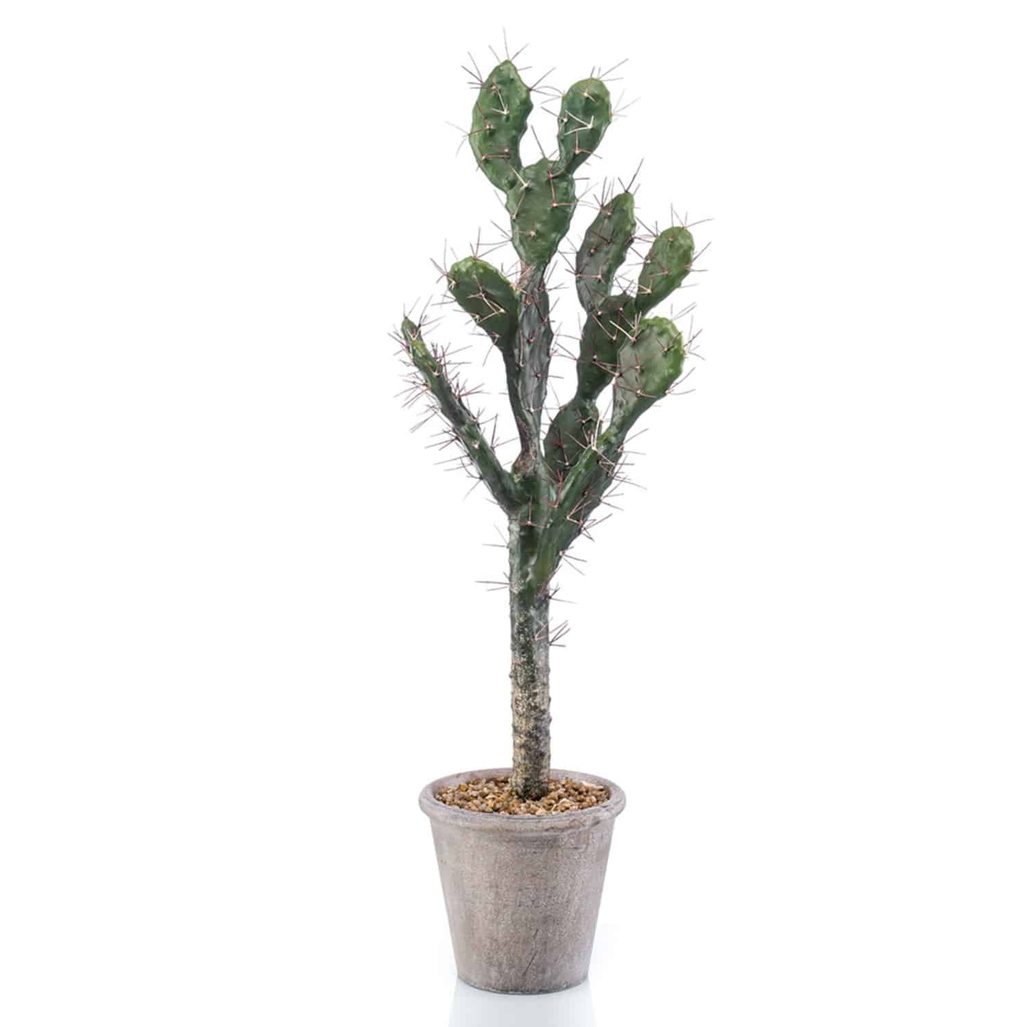 https://www.unicesped.com/wp-content/uploads/2025/12/Cactus-sabra.jpg