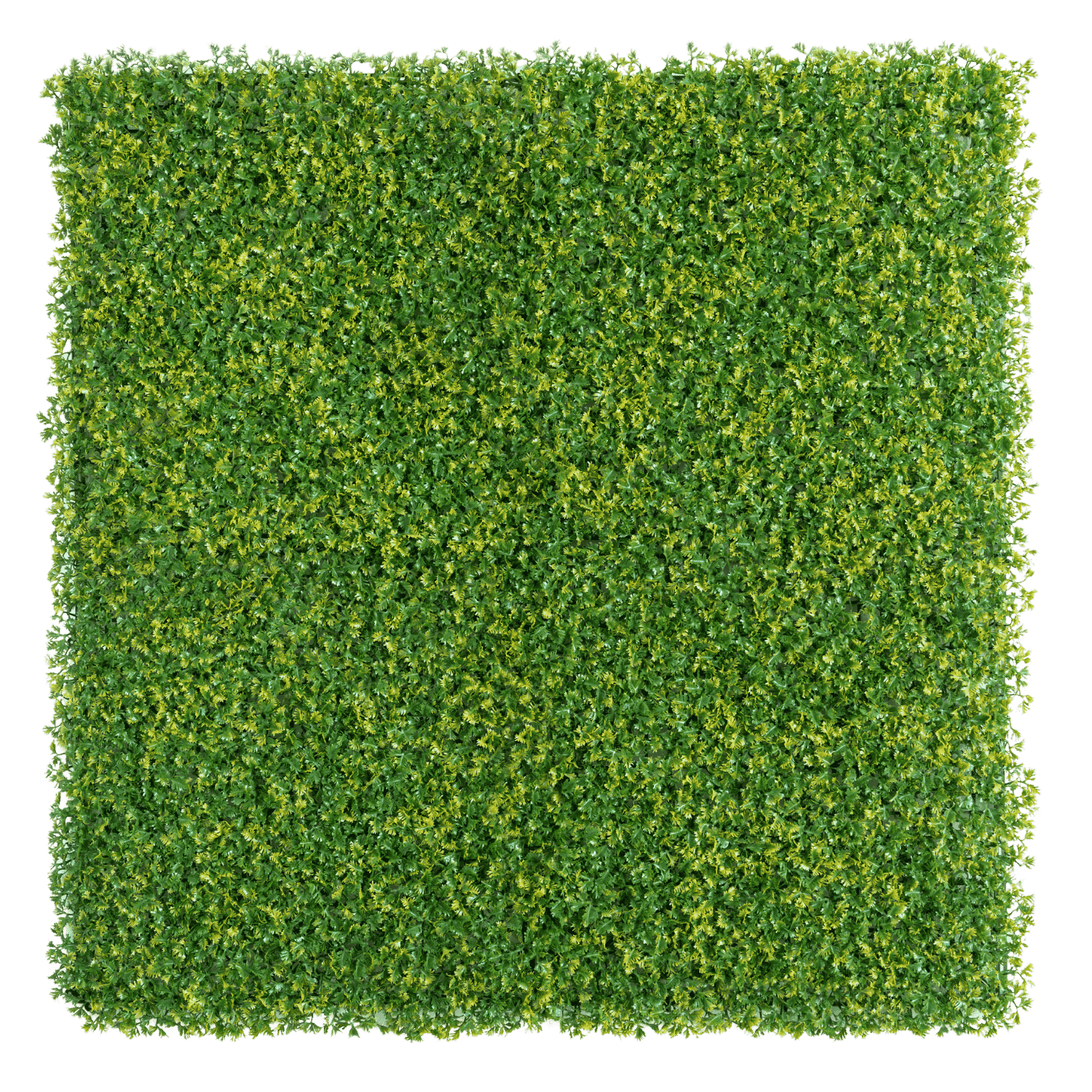 https://www.unicesped.com/wp-content/uploads/2025/12/Celery-Leaf-2.png
