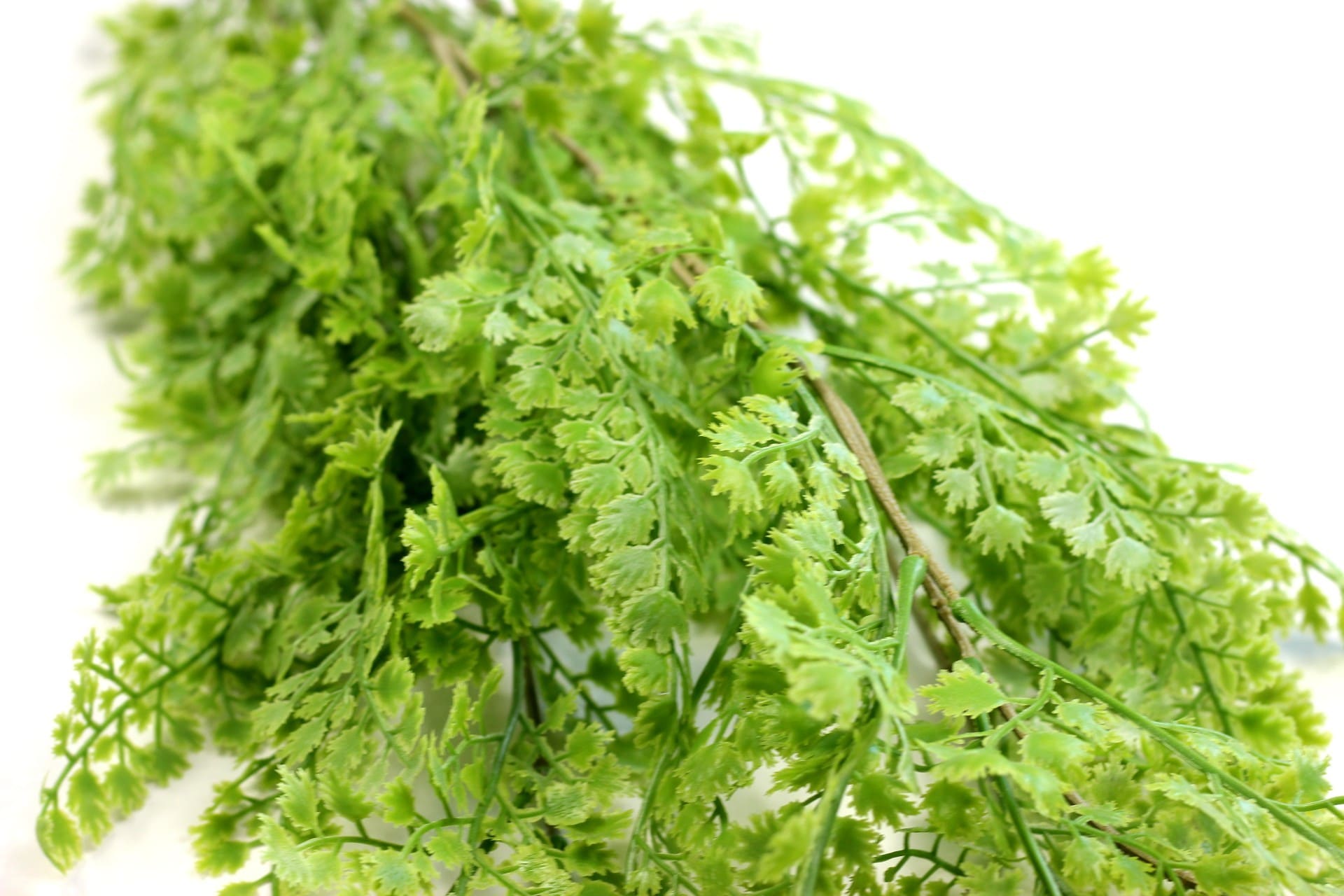 https://www.unicesped.com/wp-content/uploads/2025/12/Cilantro-Detalle.jpg