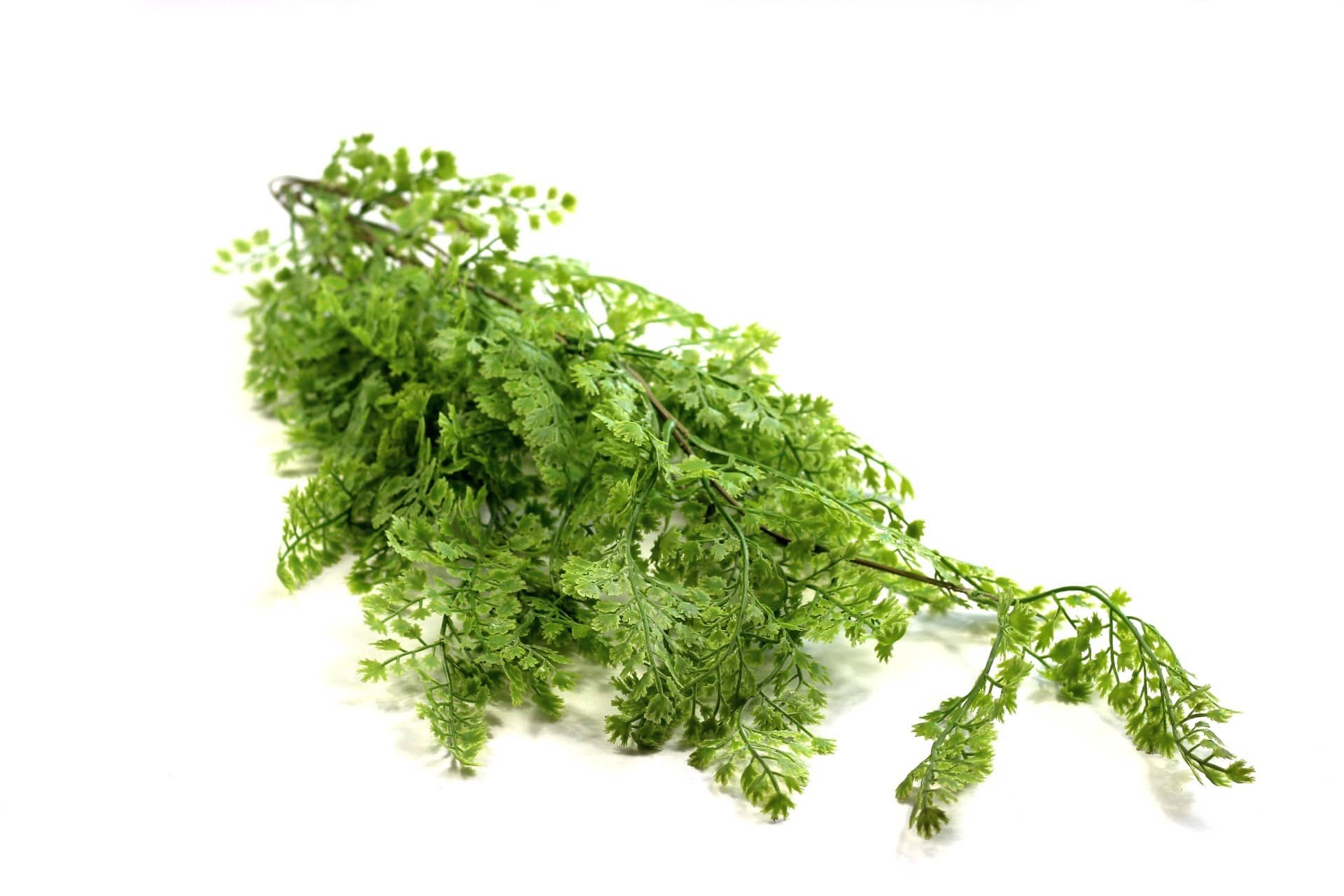 https://www.unicesped.com/wp-content/uploads/2025/12/Cilantro.jpg