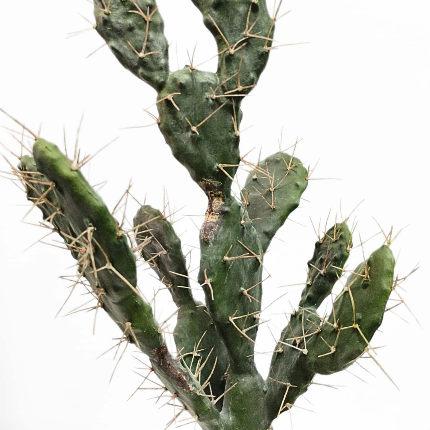 https://www.unicesped.com/wp-content/uploads/2025/12/Detalle-cactus-sabra.jpg