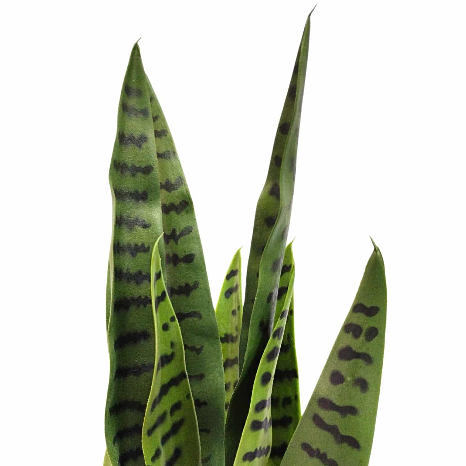 https://www.unicesped.com/wp-content/uploads/2025/12/Detalle-sansevieria-65-cm.jpg