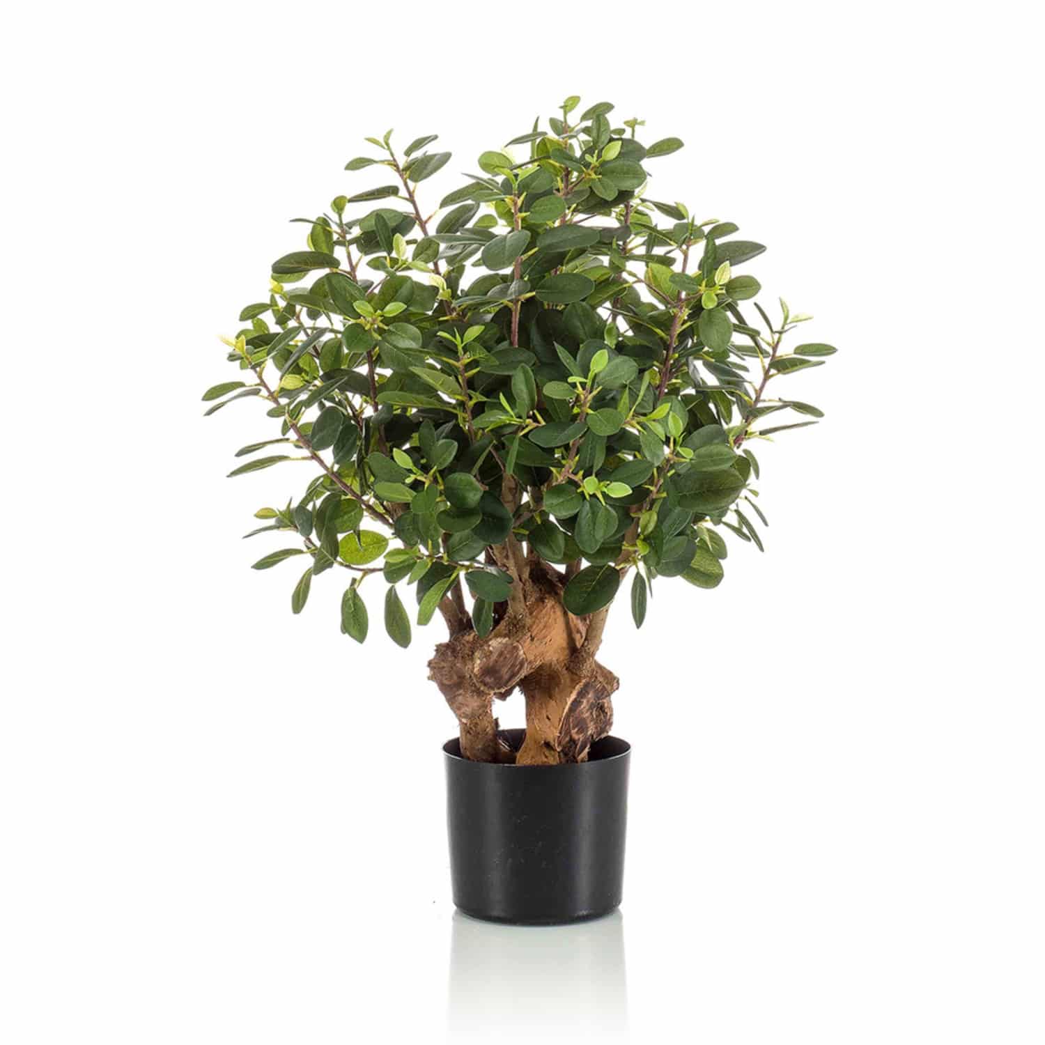 https://www.unicesped.com/wp-content/uploads/2025/12/Ficus-Botanic-75-cm.jpg