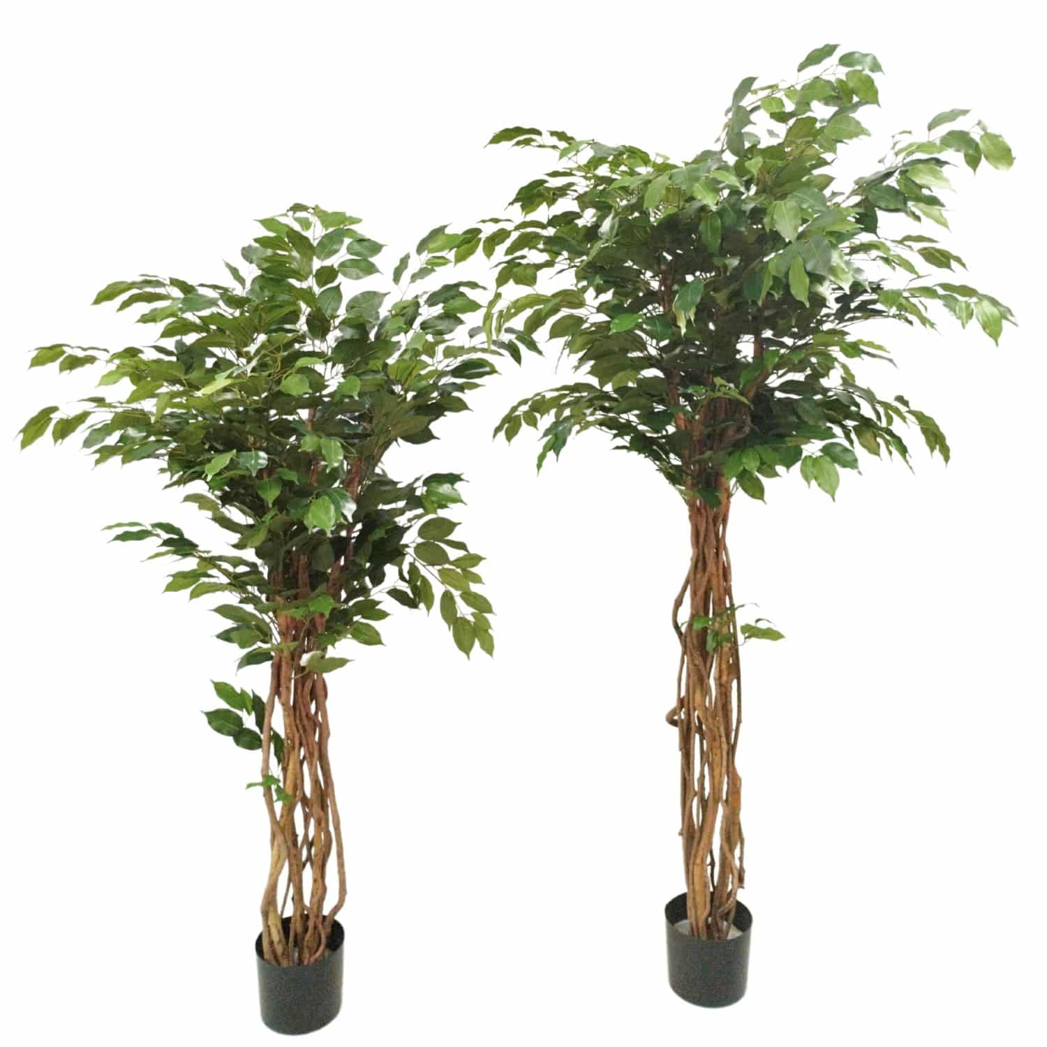 https://www.unicesped.com/wp-content/uploads/2025/12/Ficus-Eco-145-cm-y-175-cm.jpg