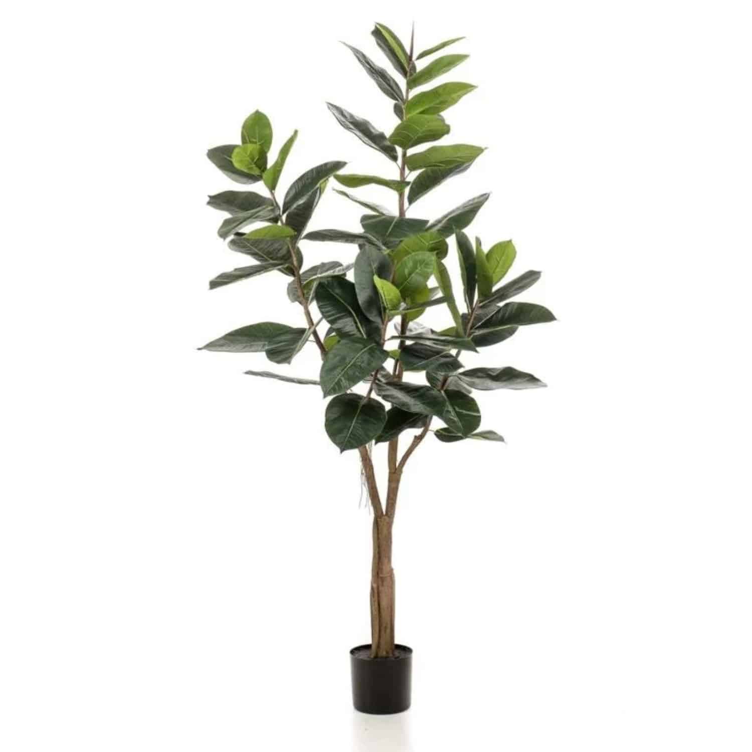https://www.unicesped.com/wp-content/uploads/2025/12/Ficus-Lyrata-Elastic.jpg