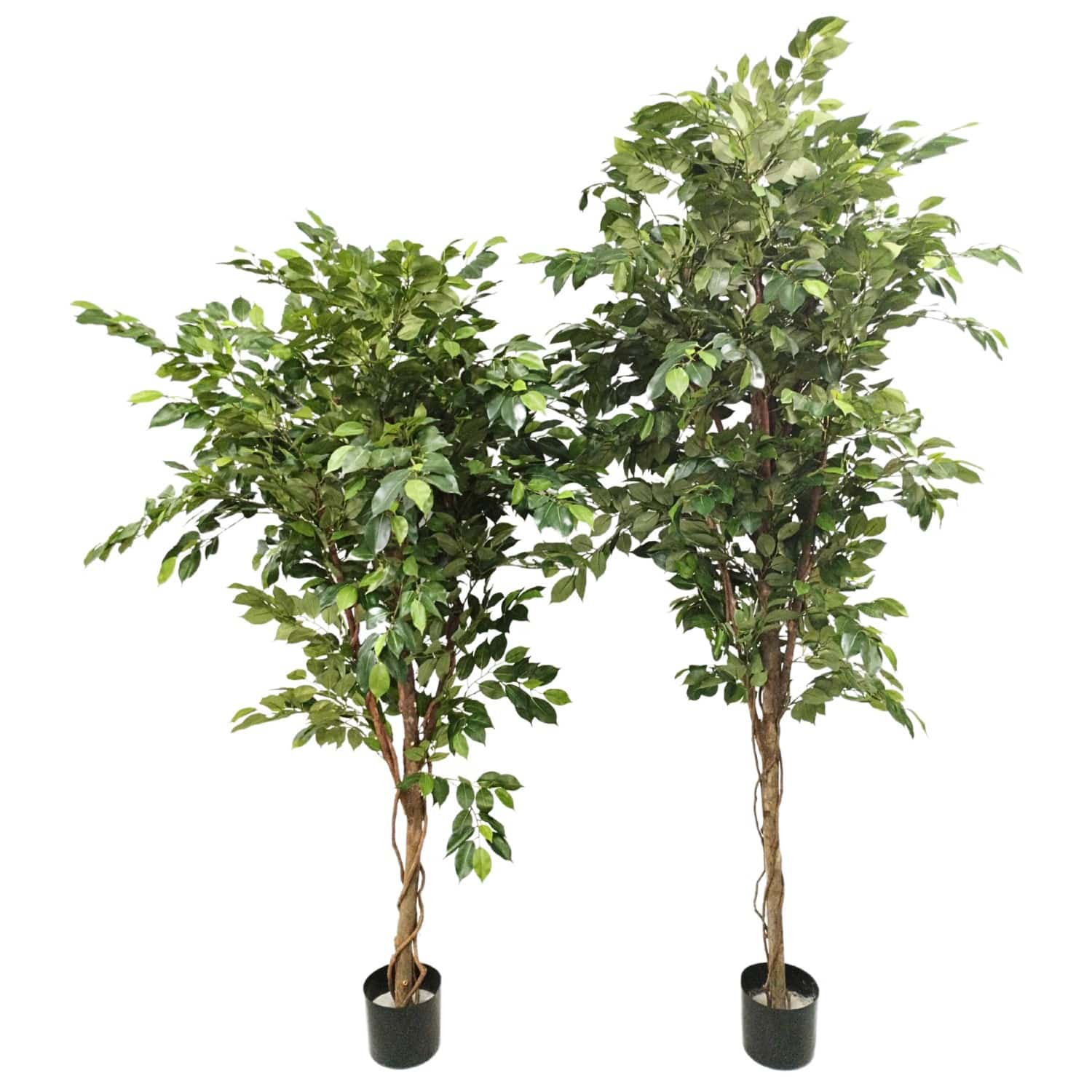 https://www.unicesped.com/wp-content/uploads/2025/12/Ficus-Premium-175-cm-y-205-cm.jpg