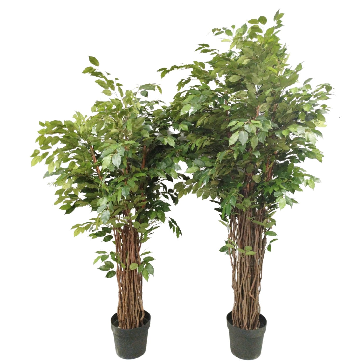 https://www.unicesped.com/wp-content/uploads/2025/12/Ficus-deluxe-multitronco-180-cm-y-210-cm.jpg