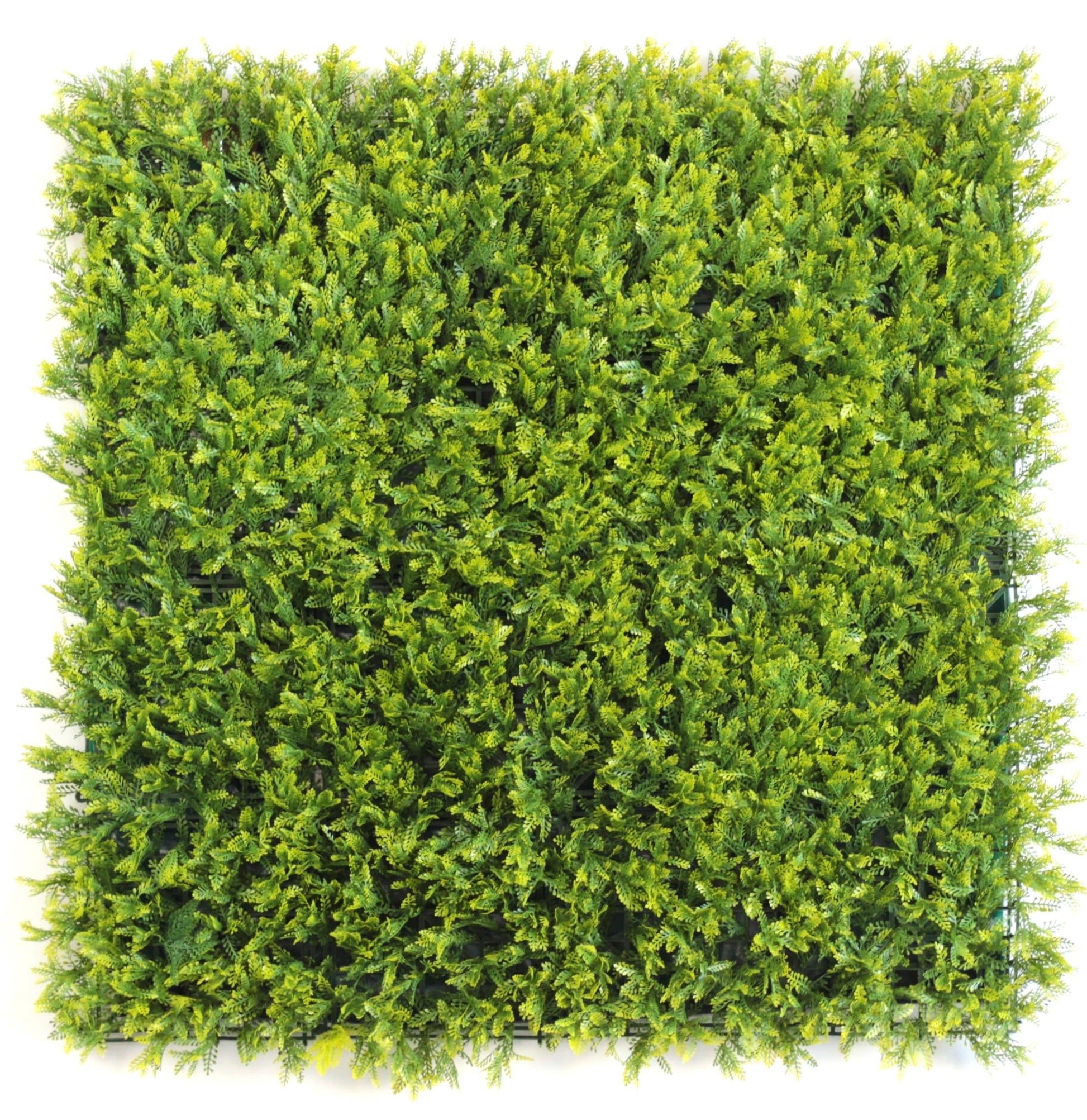 https://www.unicesped.com/wp-content/uploads/2025/12/Golden-Fern1.jpg