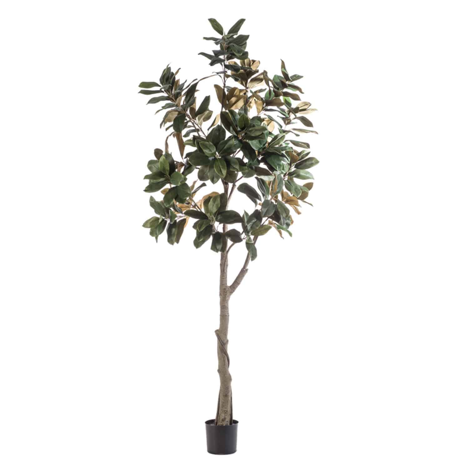 https://www.unicesped.com/wp-content/uploads/2025/12/Gran-Magnolia-240cm.jpg