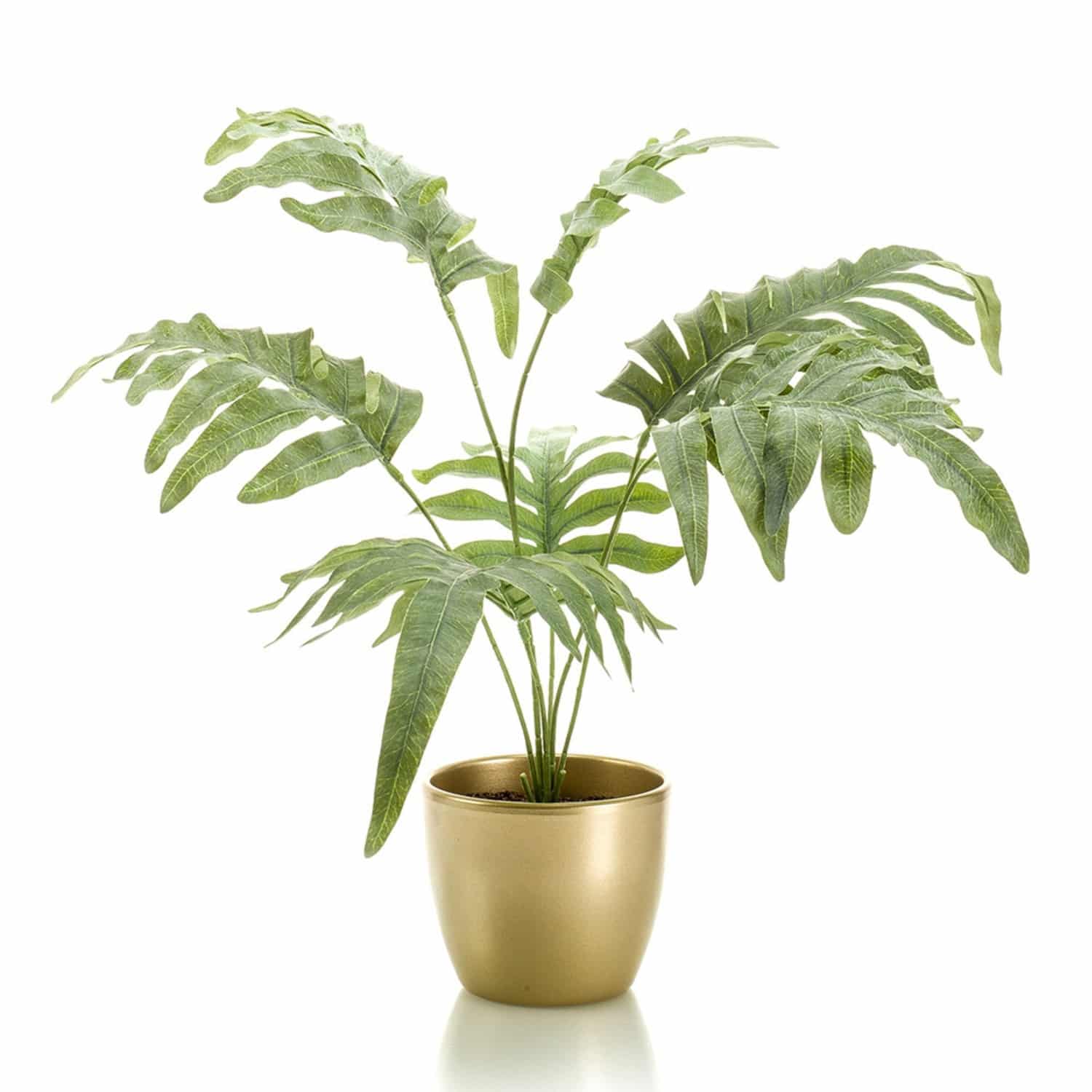 https://www.unicesped.com/wp-content/uploads/2025/12/Helecho-Flebodio.jpg