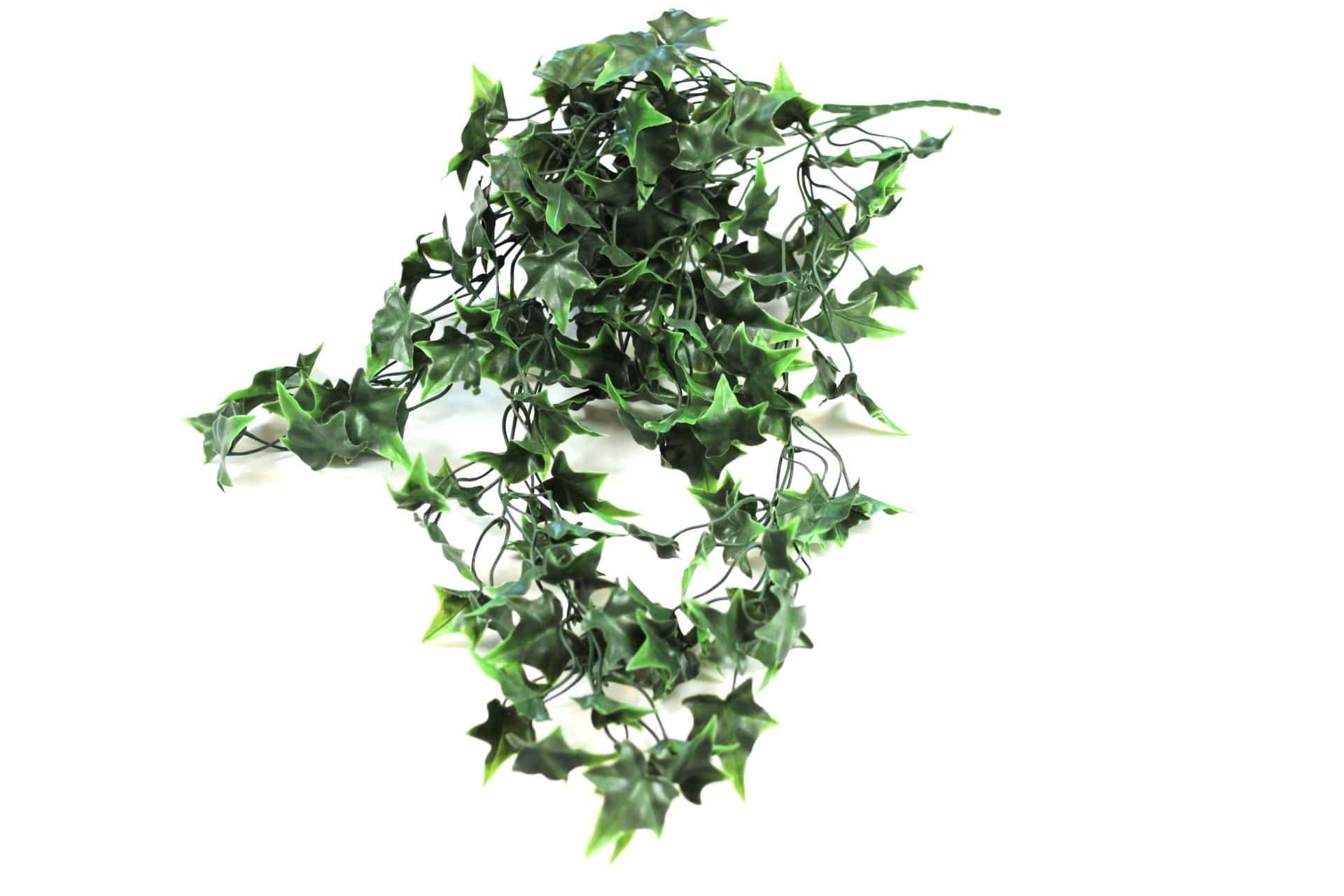 https://www.unicesped.com/wp-content/uploads/2025/12/Hiedra-Sagitifolia.jpg