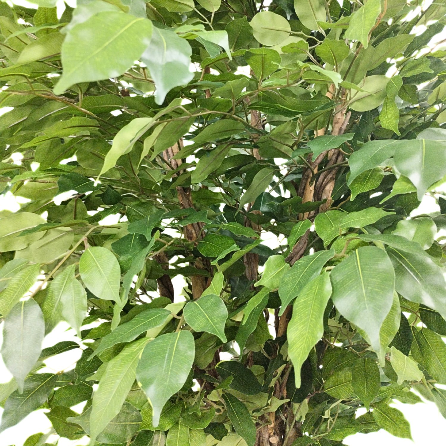 https://www.unicesped.com/wp-content/uploads/2025/12/Hojas-Ficus-Deluxe-Multitronco.jpg