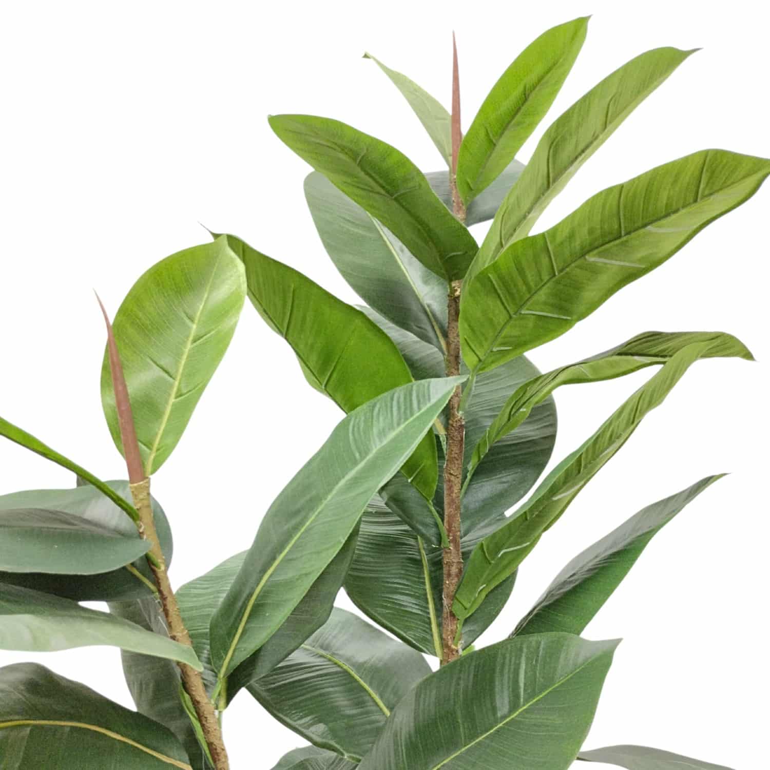 https://www.unicesped.com/wp-content/uploads/2025/12/Hojas-Ficus-Lyrata-Elastic.jpg