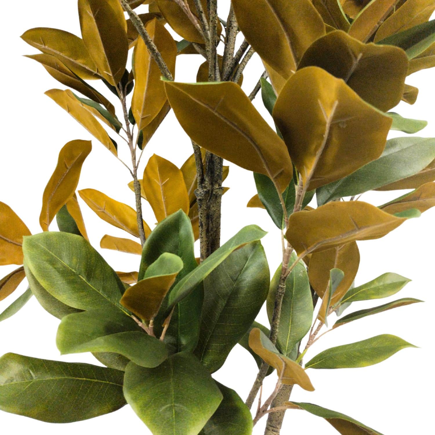 https://www.unicesped.com/wp-content/uploads/2025/12/Hojas-Gran-Magnolia.jpg