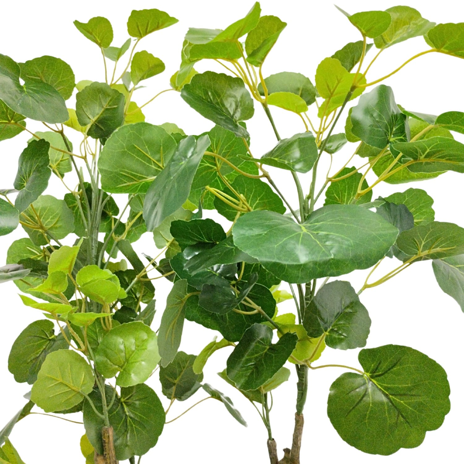 https://www.unicesped.com/wp-content/uploads/2025/12/Hojas-arbol-aralia.jpg