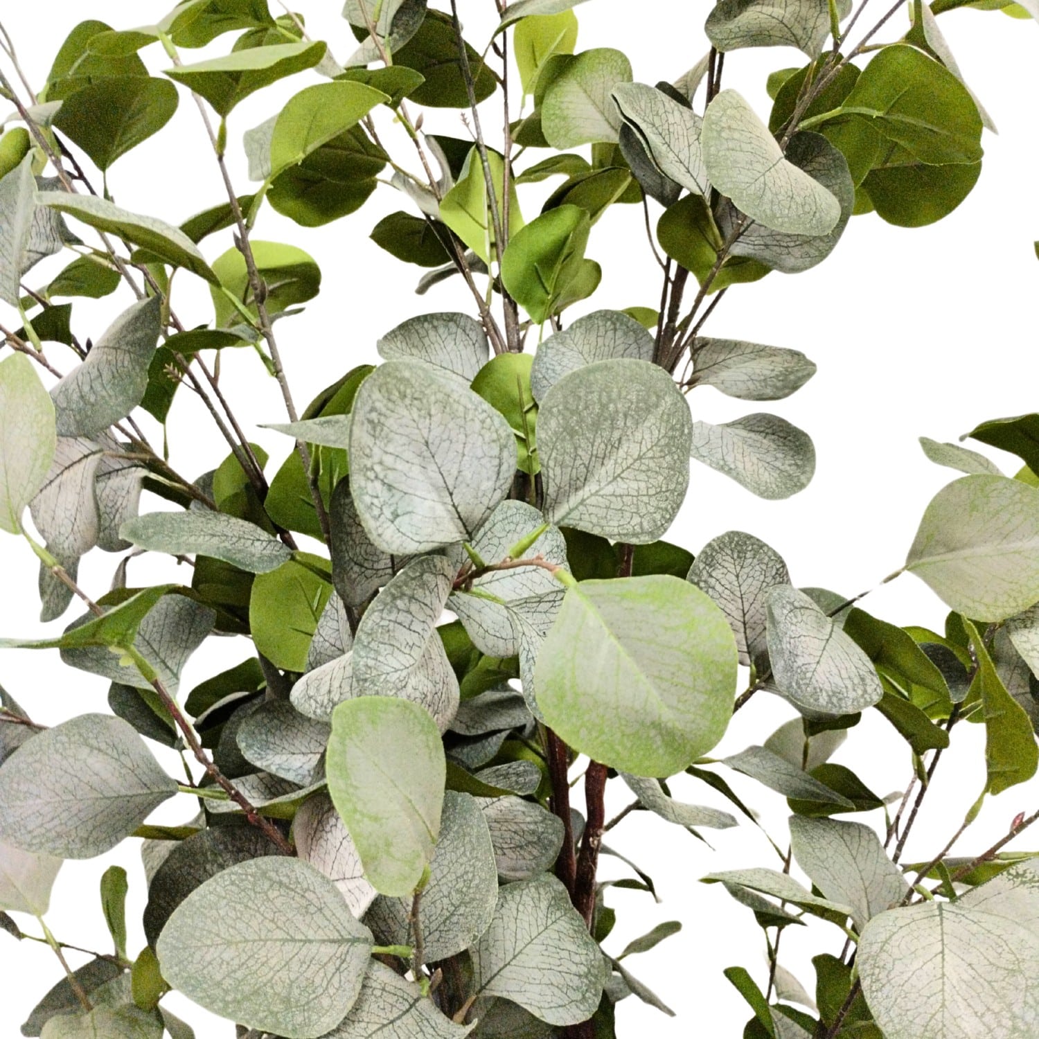 https://www.unicesped.com/wp-content/uploads/2025/12/Hojas-arbol-eucalyptus.jpg
