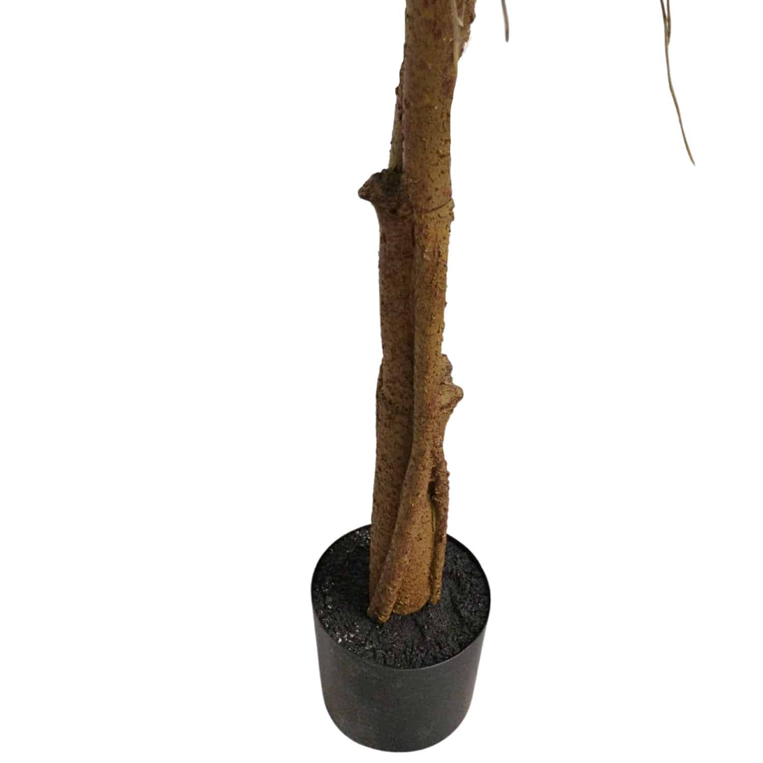 https://www.unicesped.com/wp-content/uploads/2025/12/Maceta-Ficus-Lyrata-Elastic.jpg