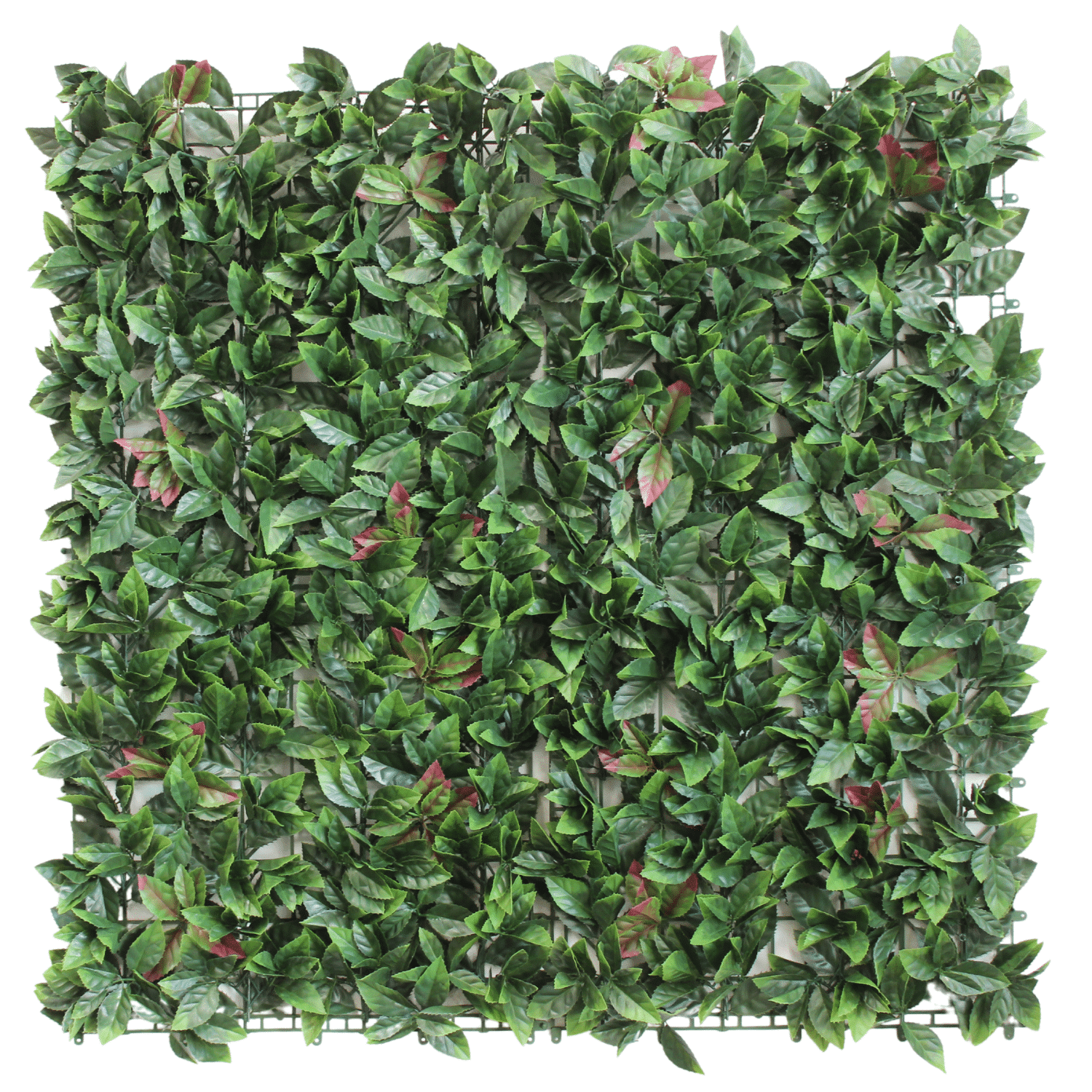 https://www.unicesped.com/wp-content/uploads/2022/06/New-Oasis-Garden.png