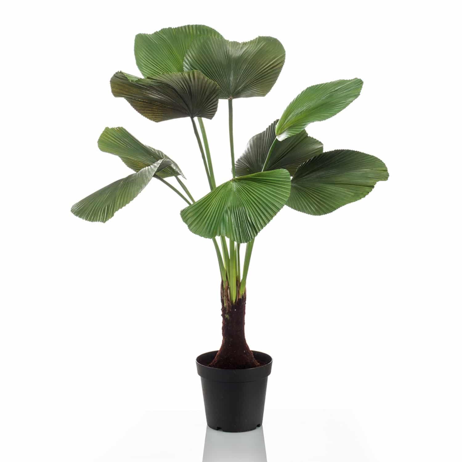 https://www.unicesped.com/wp-content/uploads/2025/12/Palmera-Licuala-130cm.jpg