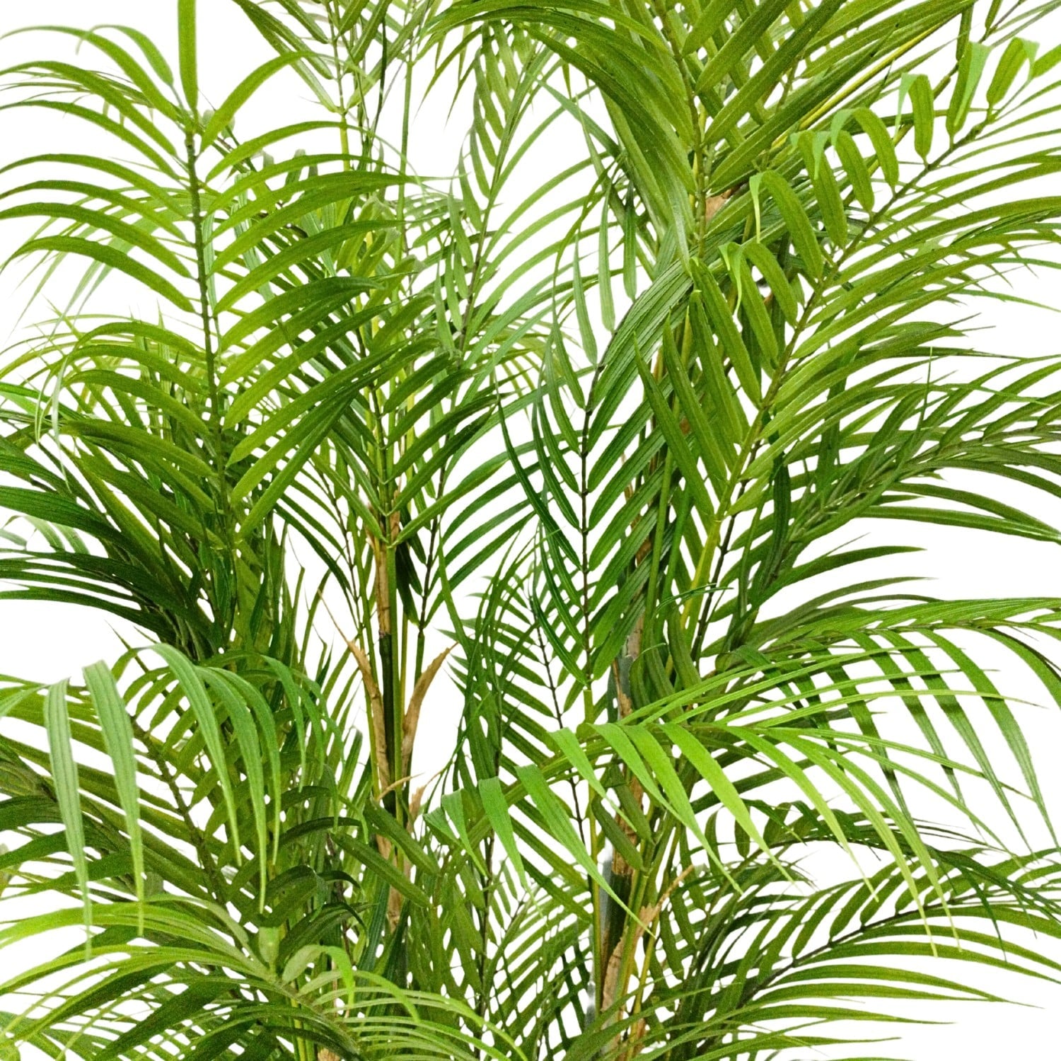 https://www.unicesped.com/wp-content/uploads/2025/12/Palmera-Style-180cm-ramas.jpg