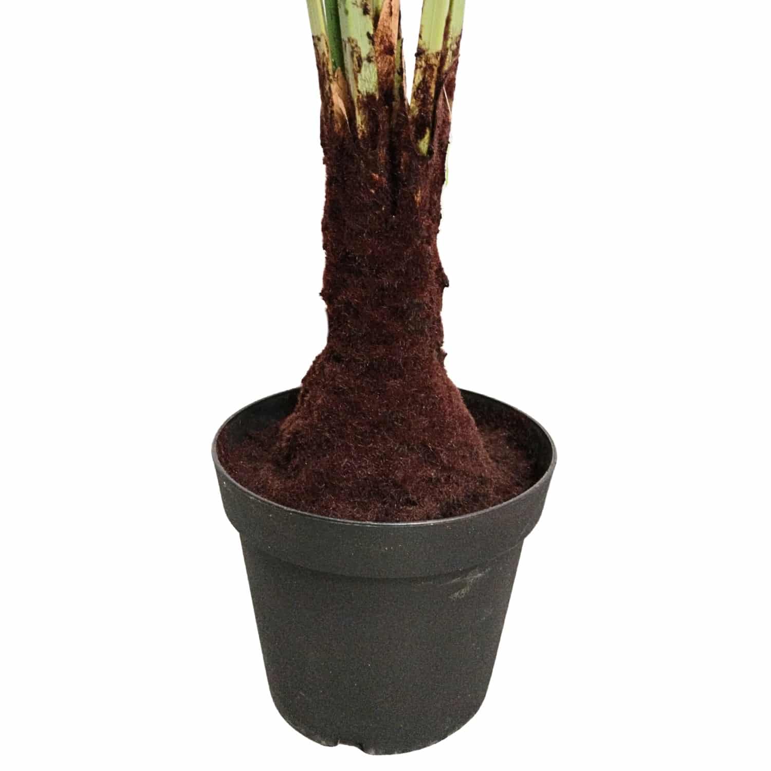 https://www.unicesped.com/wp-content/uploads/2025/12/Palmera-licuala-maceta.jpg