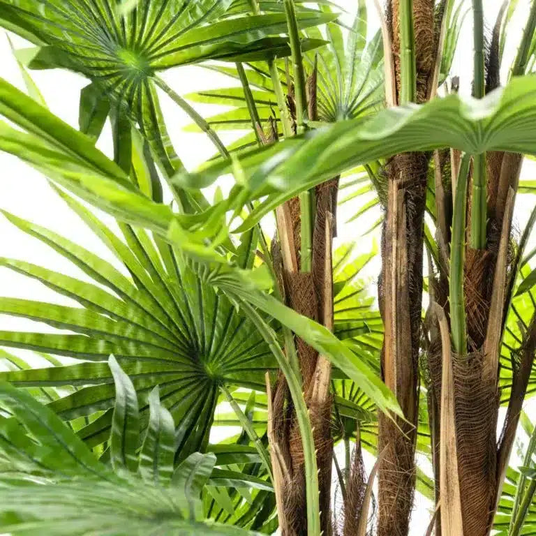 https://www.unicesped.com/wp-content/uploads/2025/12/Palmito1-scaled-e1736415223922-768x768.jpg.webp