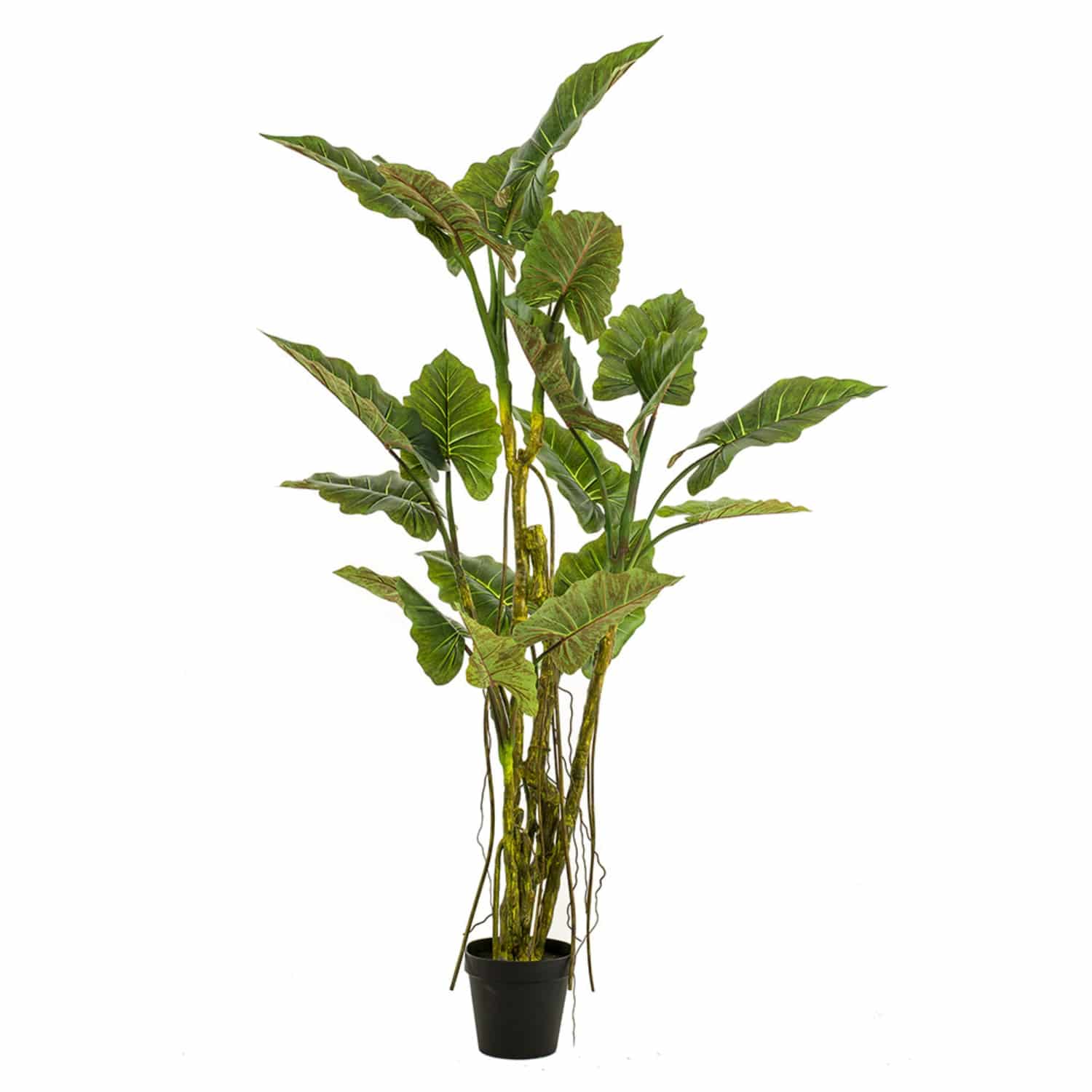 https://www.unicesped.com/wp-content/uploads/2025/12/Planta-Alocasia.jpg