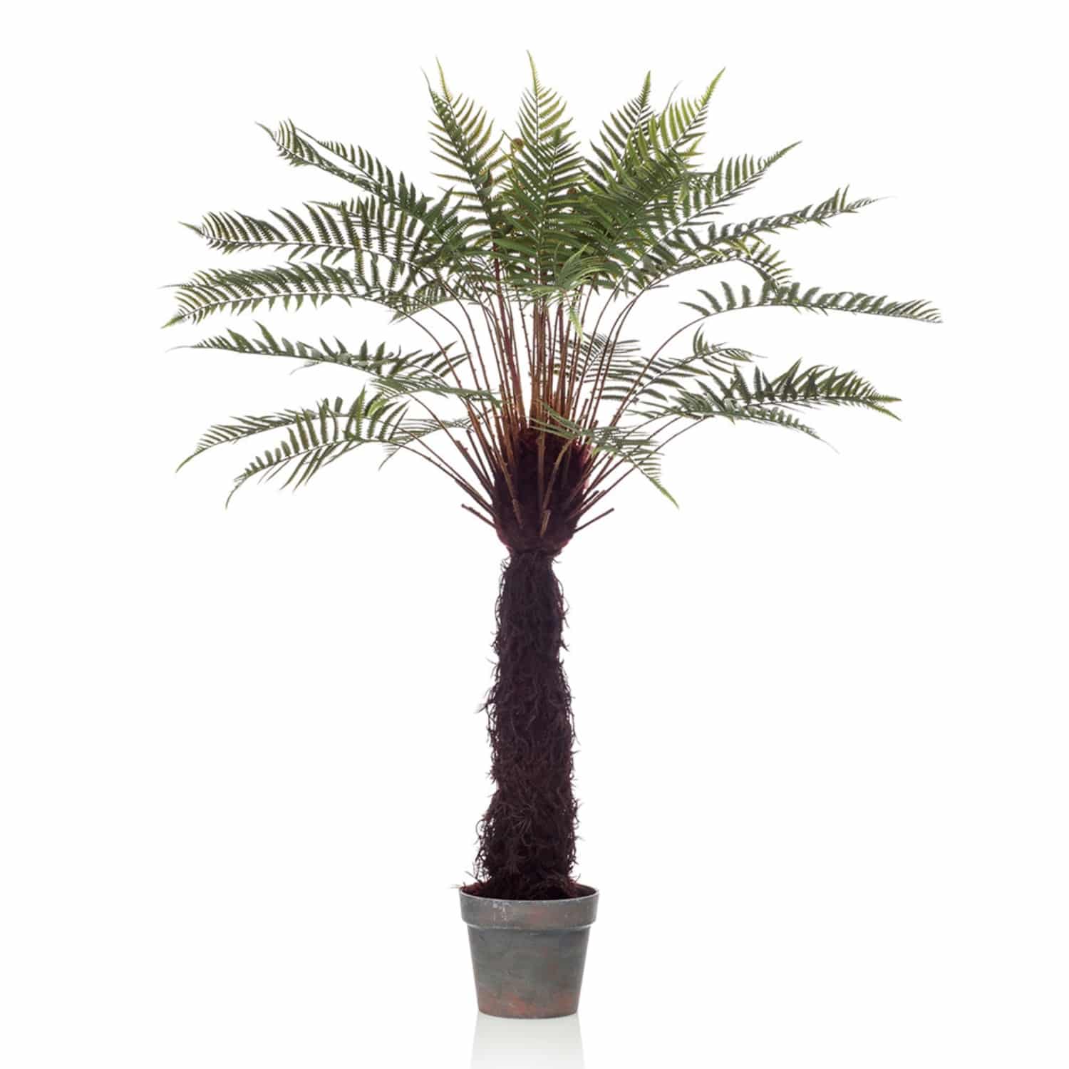 https://www.unicesped.com/wp-content/uploads/2025/12/Planta-Dicksonia.jpg