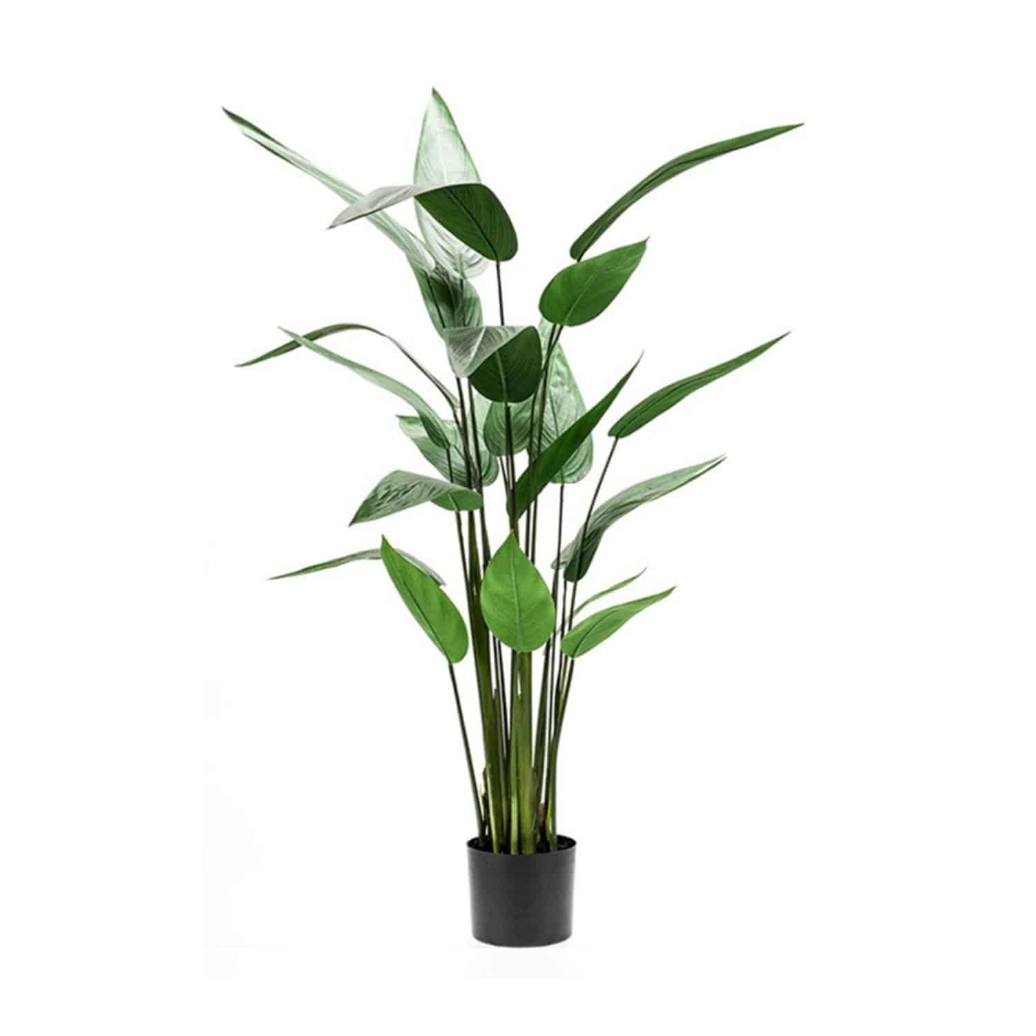 https://www.unicesped.com/wp-content/uploads/2025/12/Planta-Heliconia.jpg