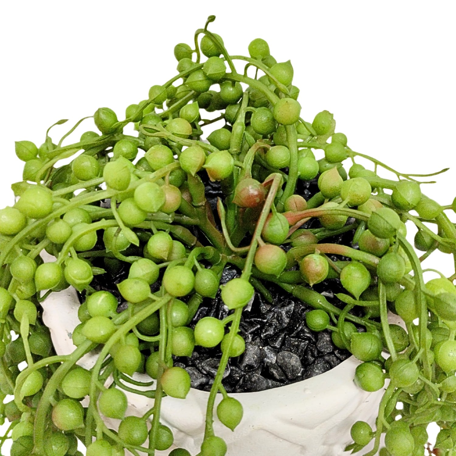 https://www.unicesped.com/wp-content/uploads/2025/12/Planta-Senecio-Hojas.jpg