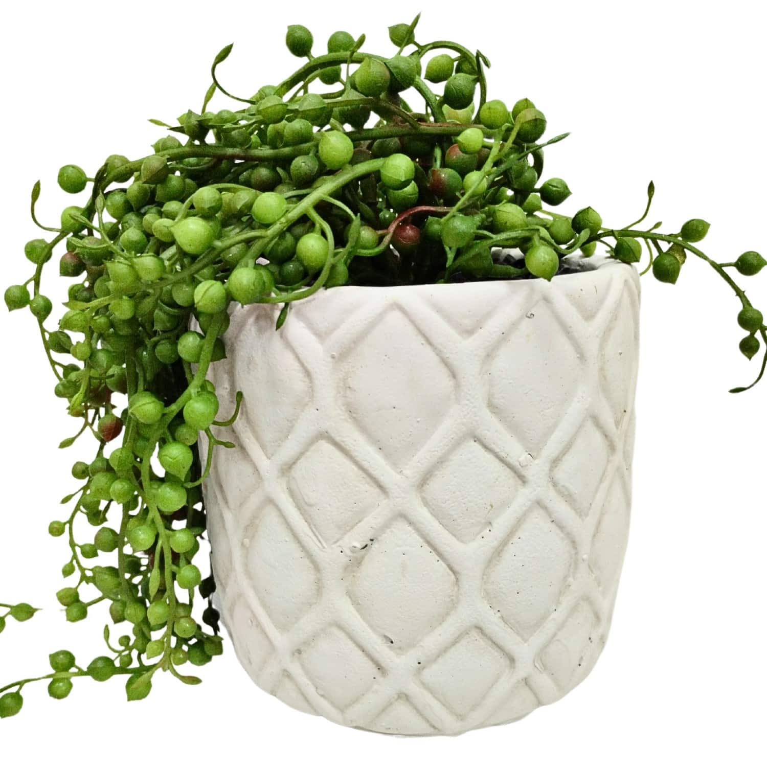 https://www.unicesped.com/wp-content/uploads/2025/12/Planta-Senecio-Maceta.jpg