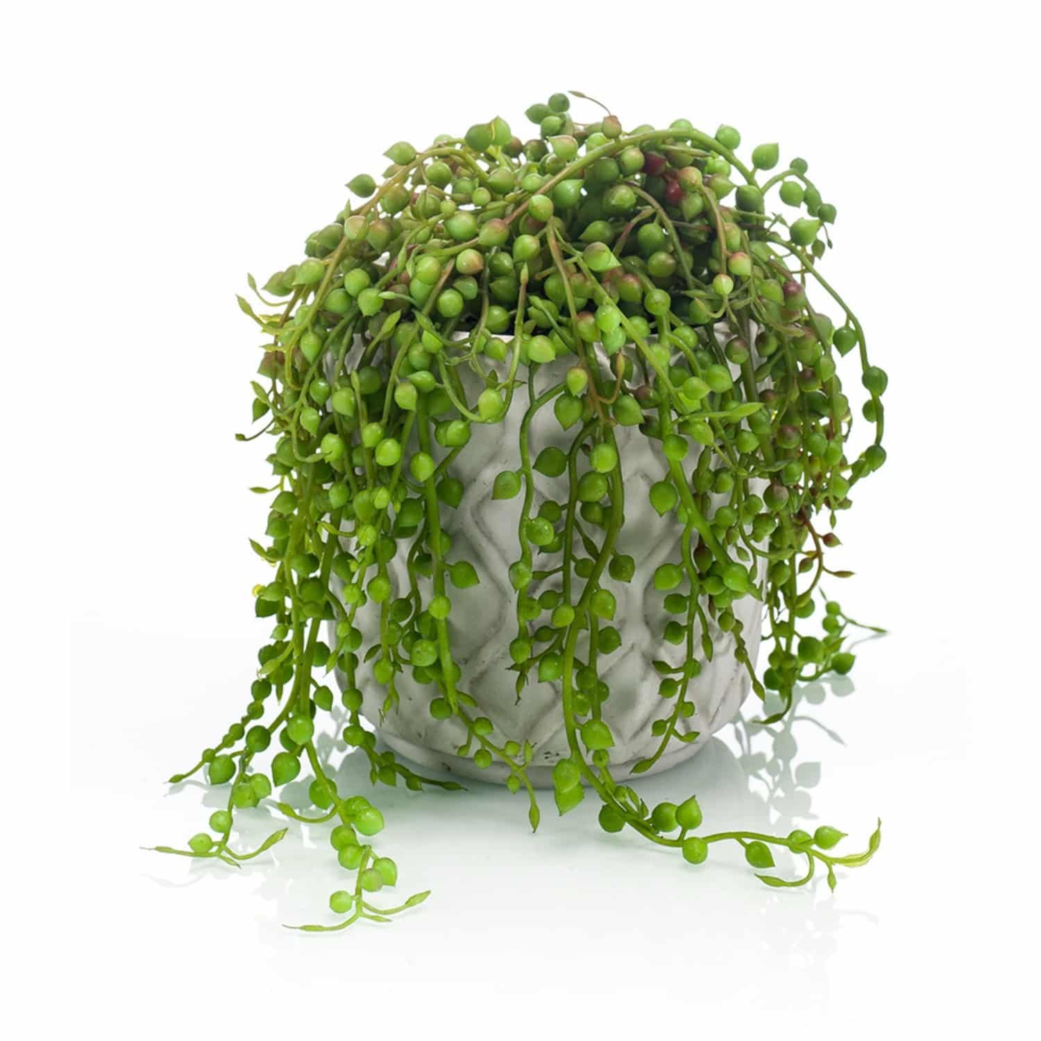 https://www.unicesped.com/wp-content/uploads/2025/12/Planta-Senecio.jpg