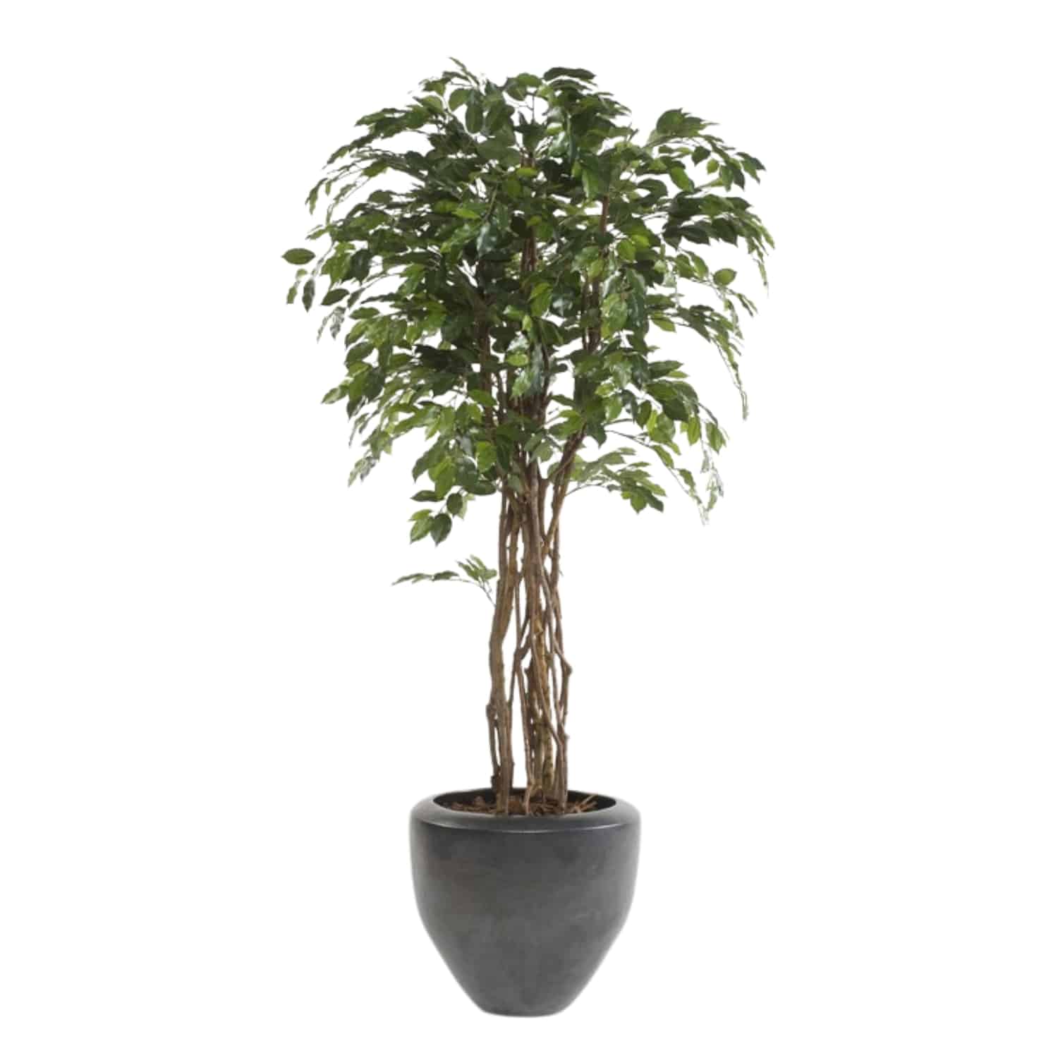 https://www.unicesped.com/wp-content/uploads/2025/12/Planta-ficus-eco.jpg