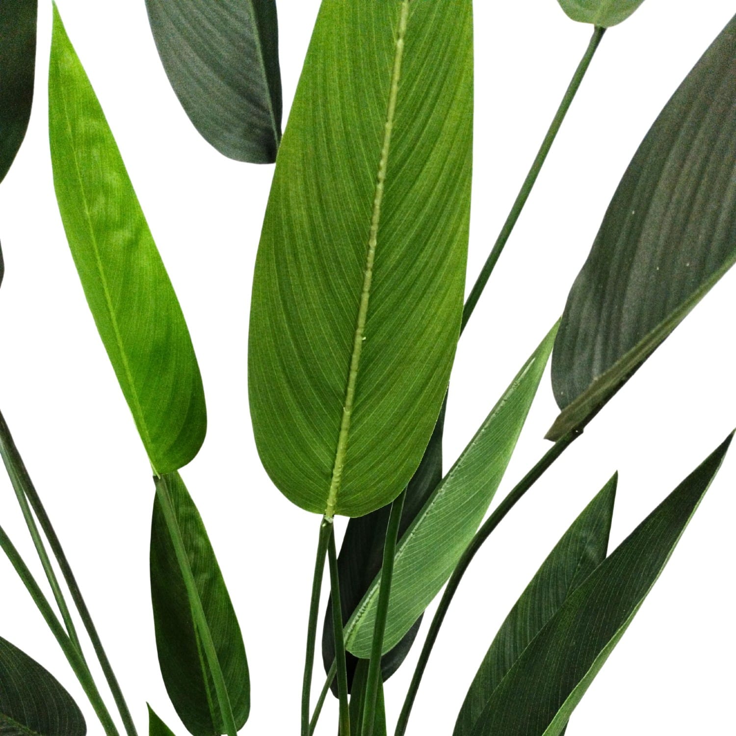 https://www.unicesped.com/wp-content/uploads/2025/12/Planta-heliconia-ramas.jpg