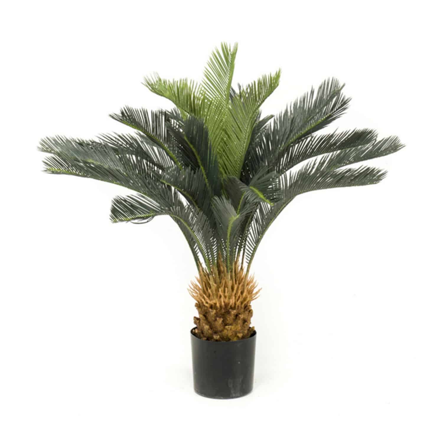 https://www.unicesped.com/wp-content/uploads/2025/12/Planta-palmera-cyca.jpg