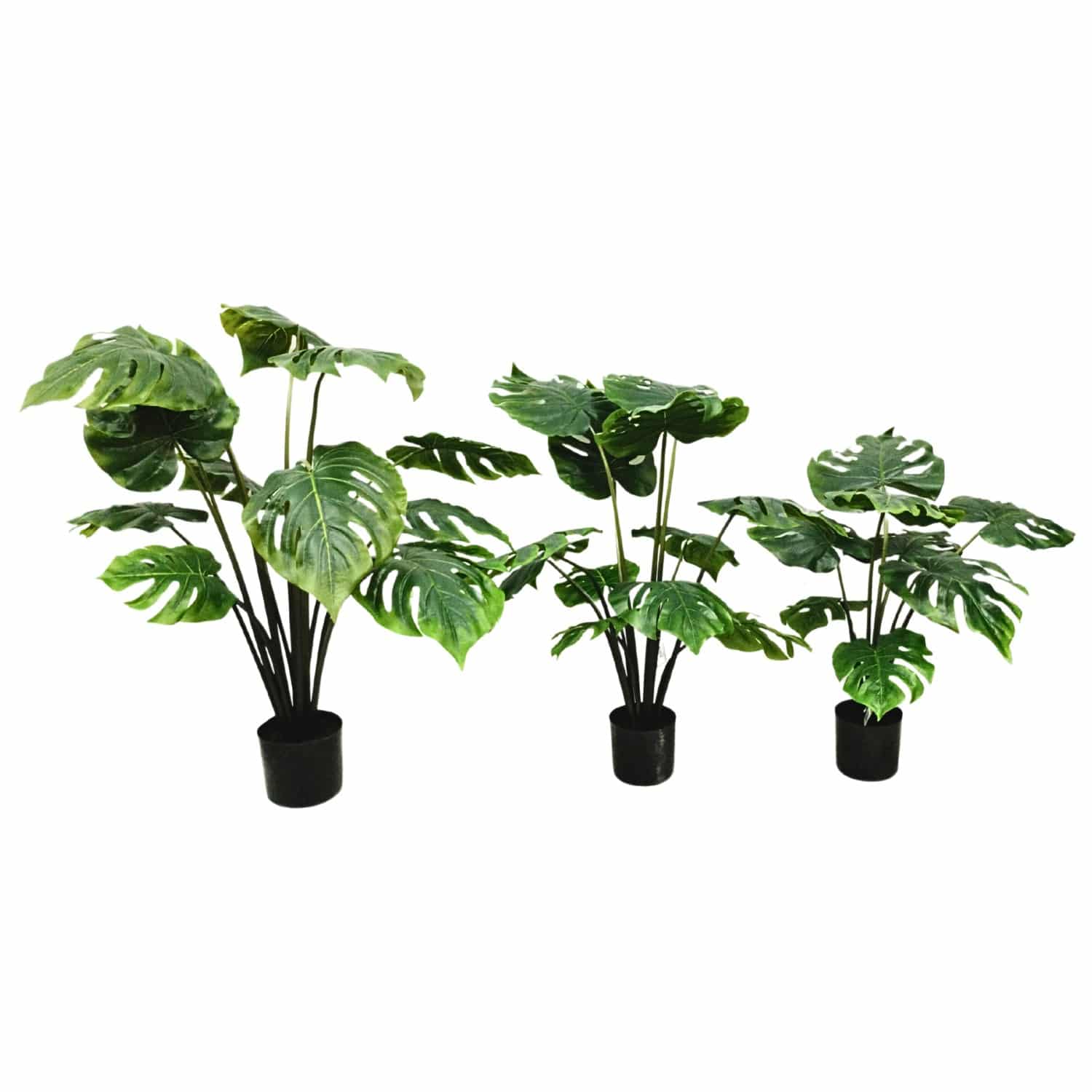 https://www.unicesped.com/wp-content/uploads/2025/12/Plantas-monstera-60cm-80cm-y-95cm.jpg