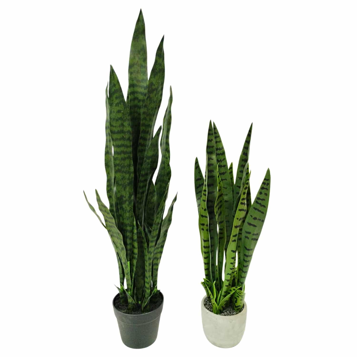 https://www.unicesped.com/wp-content/uploads/2025/12/Sansevieria-100cm-y-65cm.jpg