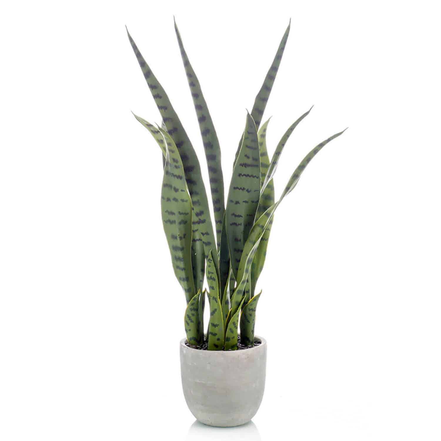 https://www.unicesped.com/wp-content/uploads/2025/12/Sansevieria-65-cm.jpg