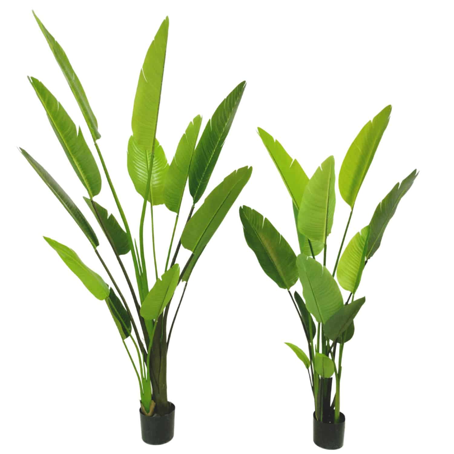 https://www.unicesped.com/wp-content/uploads/2025/12/Strelitzia-150-cm-y-180-cm.jpg
