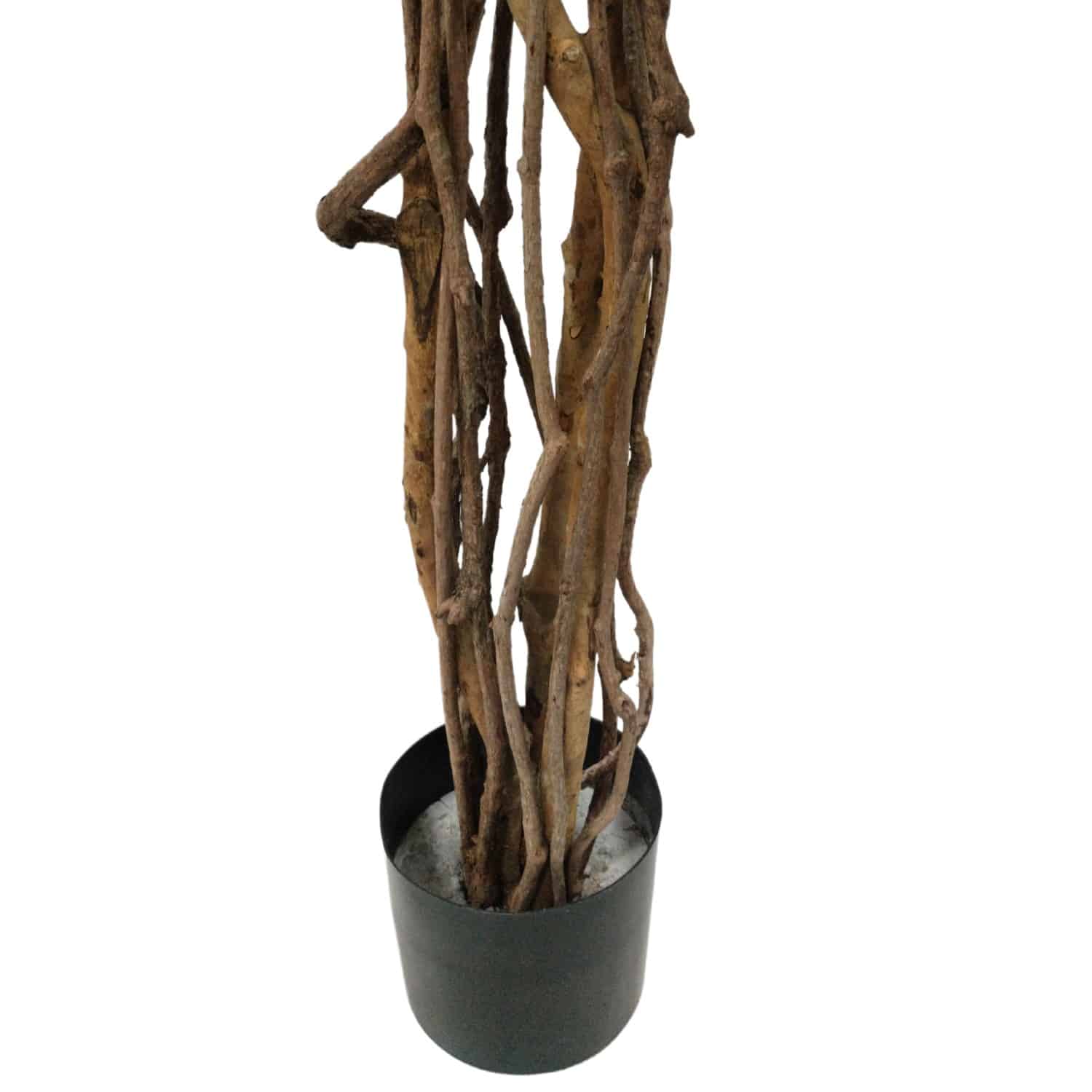 https://www.unicesped.com/wp-content/uploads/2025/12/Tronco-Ficus-Eco.jpg