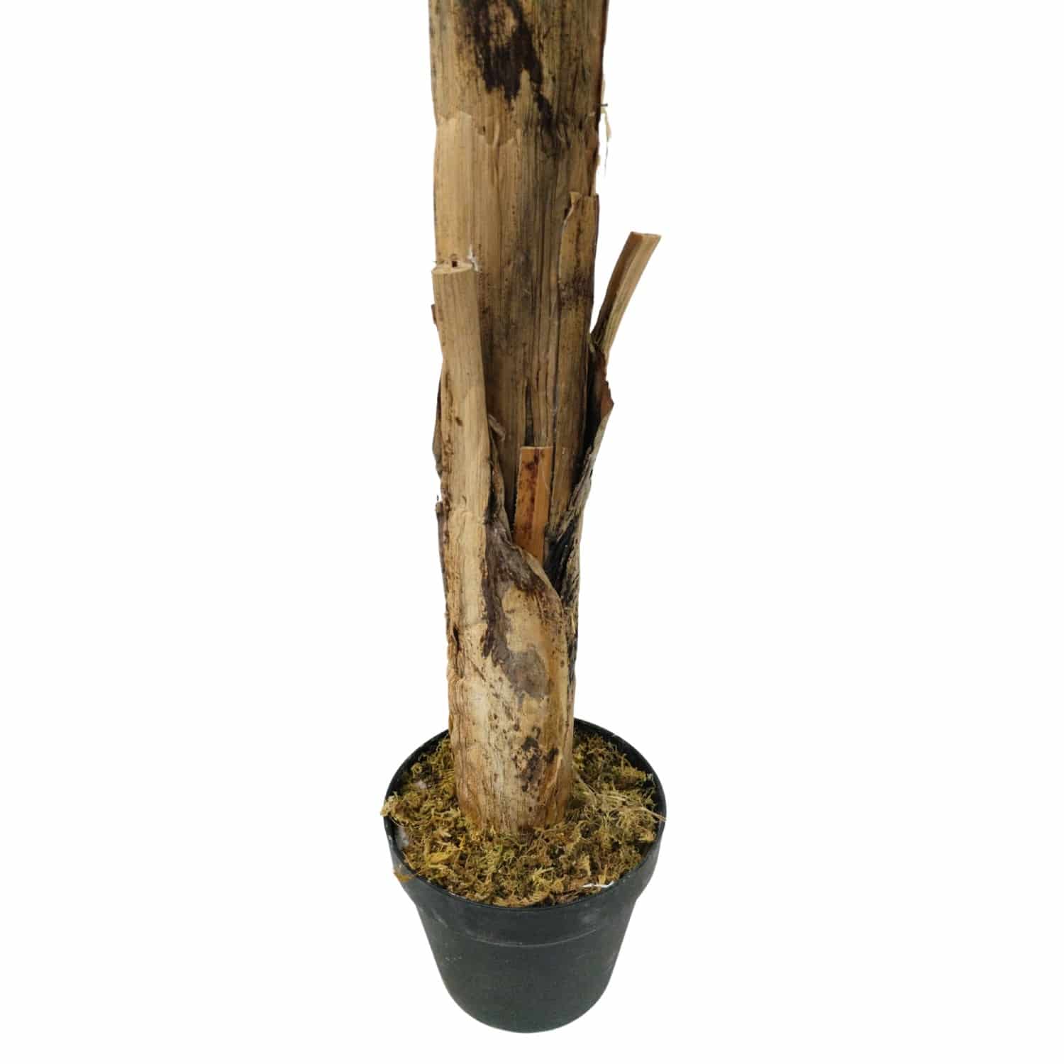 https://www.unicesped.com/wp-content/uploads/2025/12/Tronco-arbol-platanero.jpg