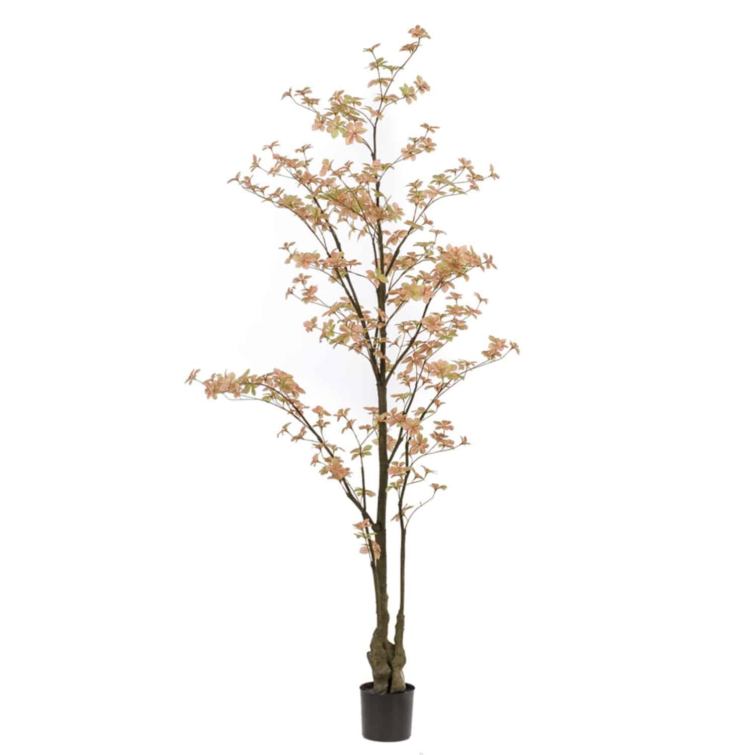 https://www.unicesped.com/wp-content/uploads/2025/12/Tropaeolum-naranja.jpg