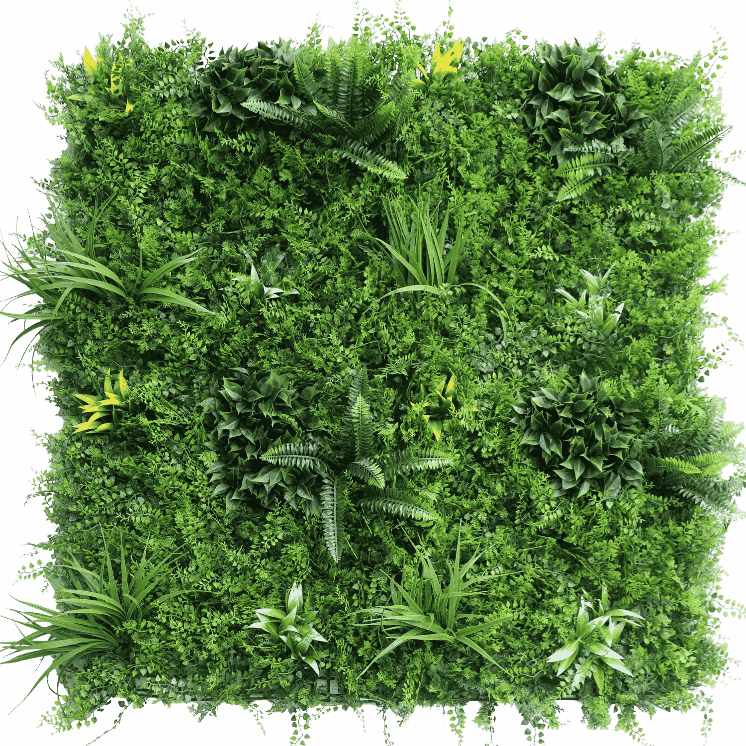 https://www.unicesped.com/wp-content/uploads/2025/12/Tropic-Fern-1.png