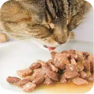 Comida húmida